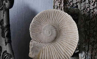 Interior Ammonite fossils for sale at THE FOSSIL STORE presented on bronze stands