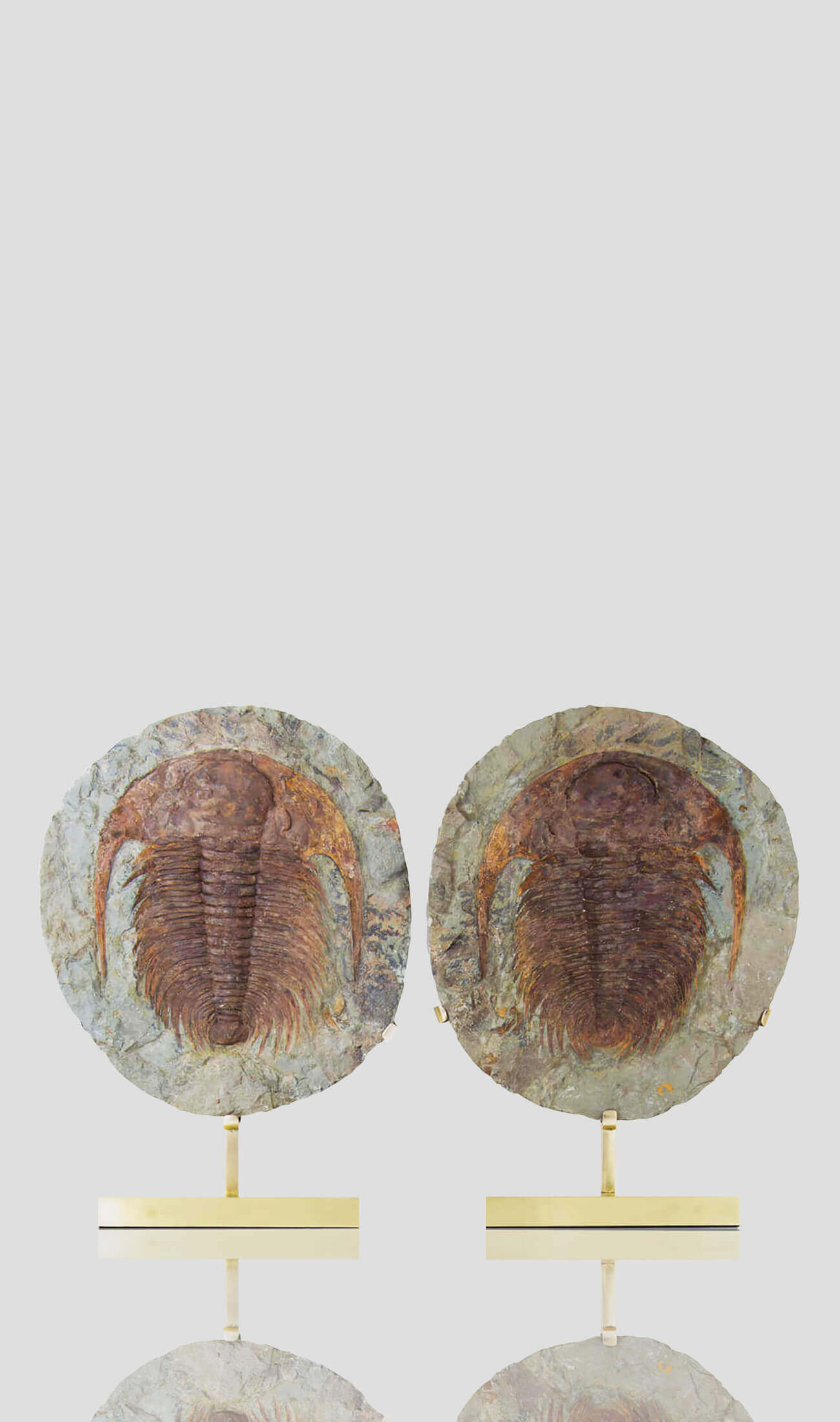 Cambropallas Tellesto 三叶虫黄铜支架 460 毫米