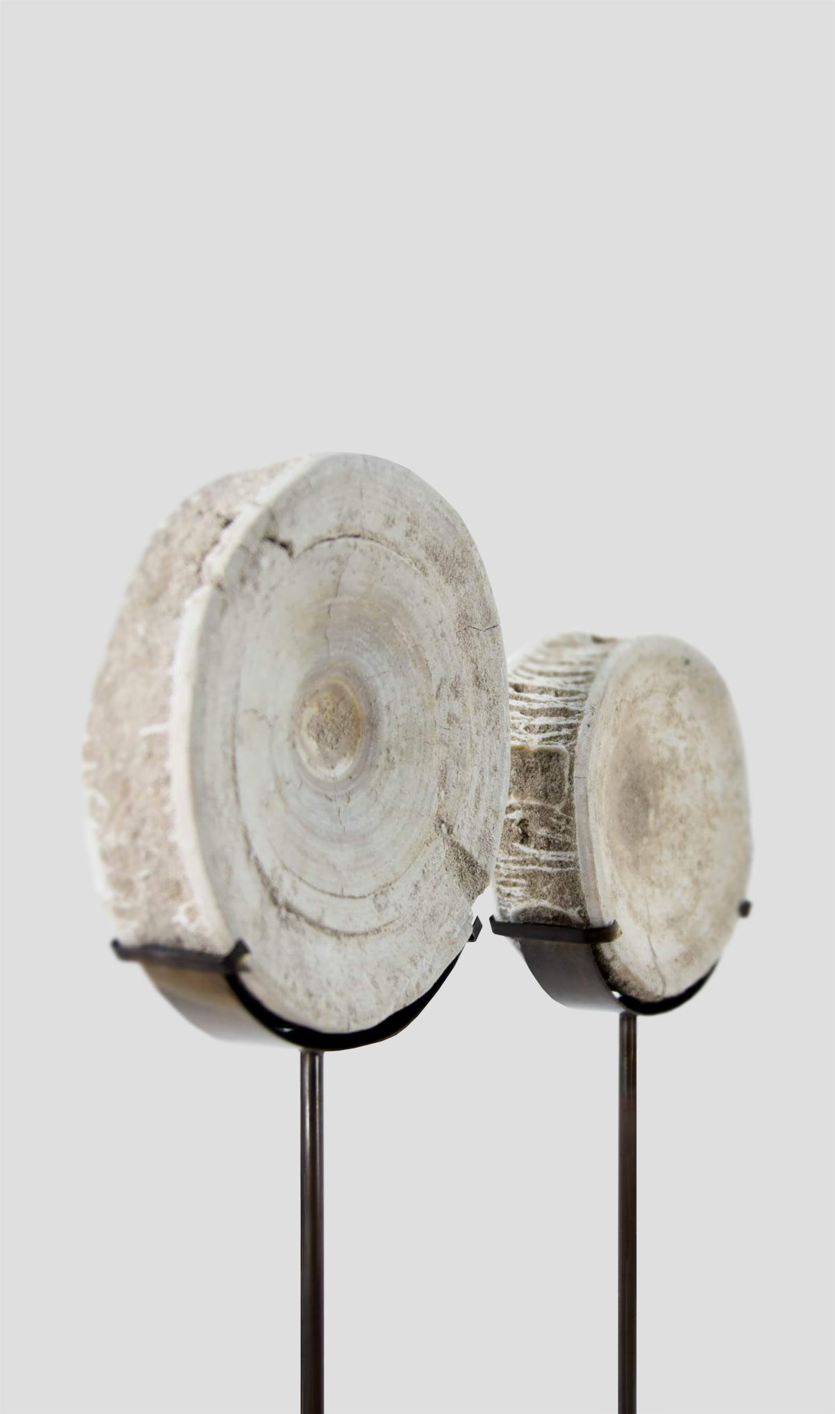 Otodus Obliquus Fossil Vertebra In Bronze Stand 308mm