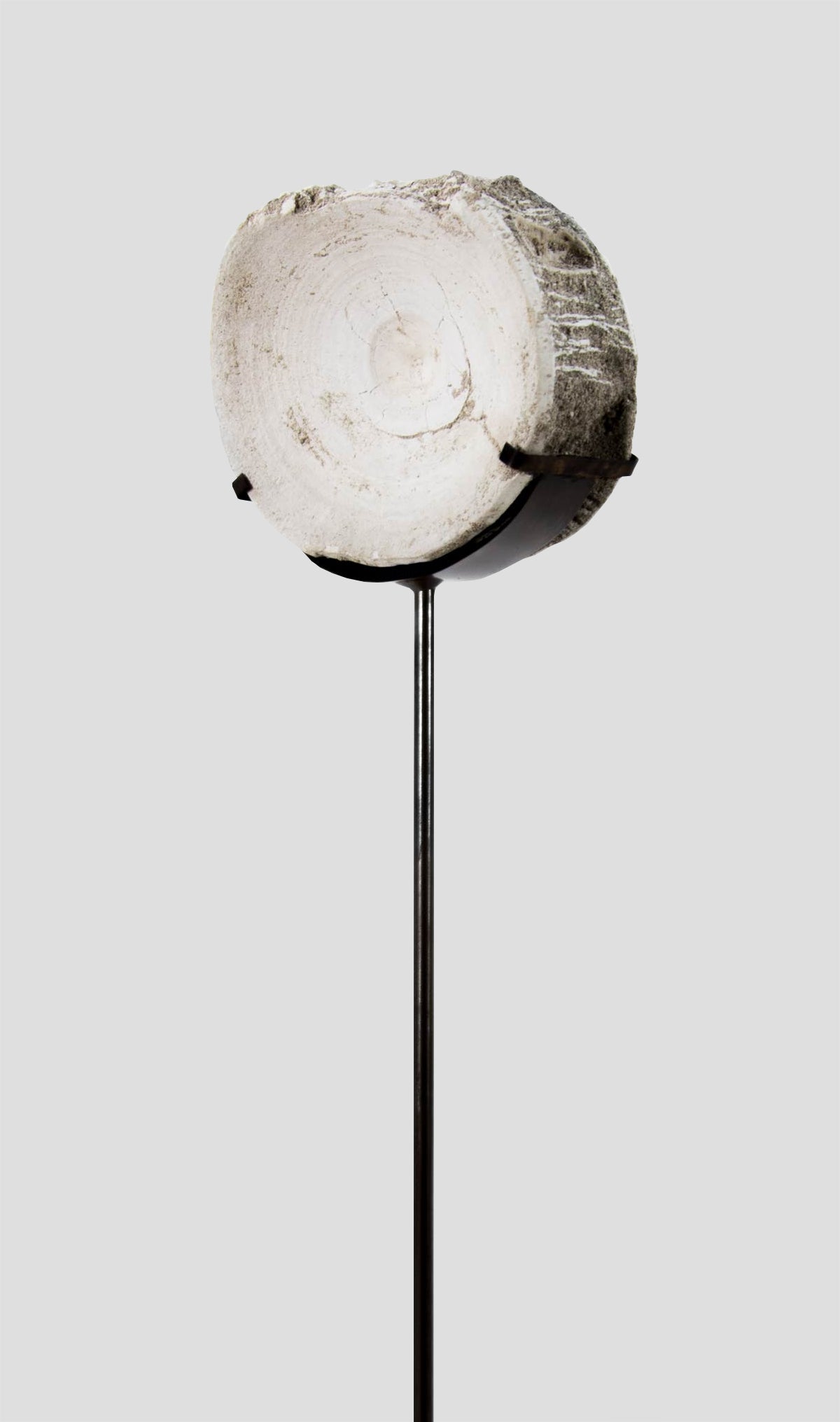Otodus Obliquus Fossil Vertebra In Bronze Stand 280mm