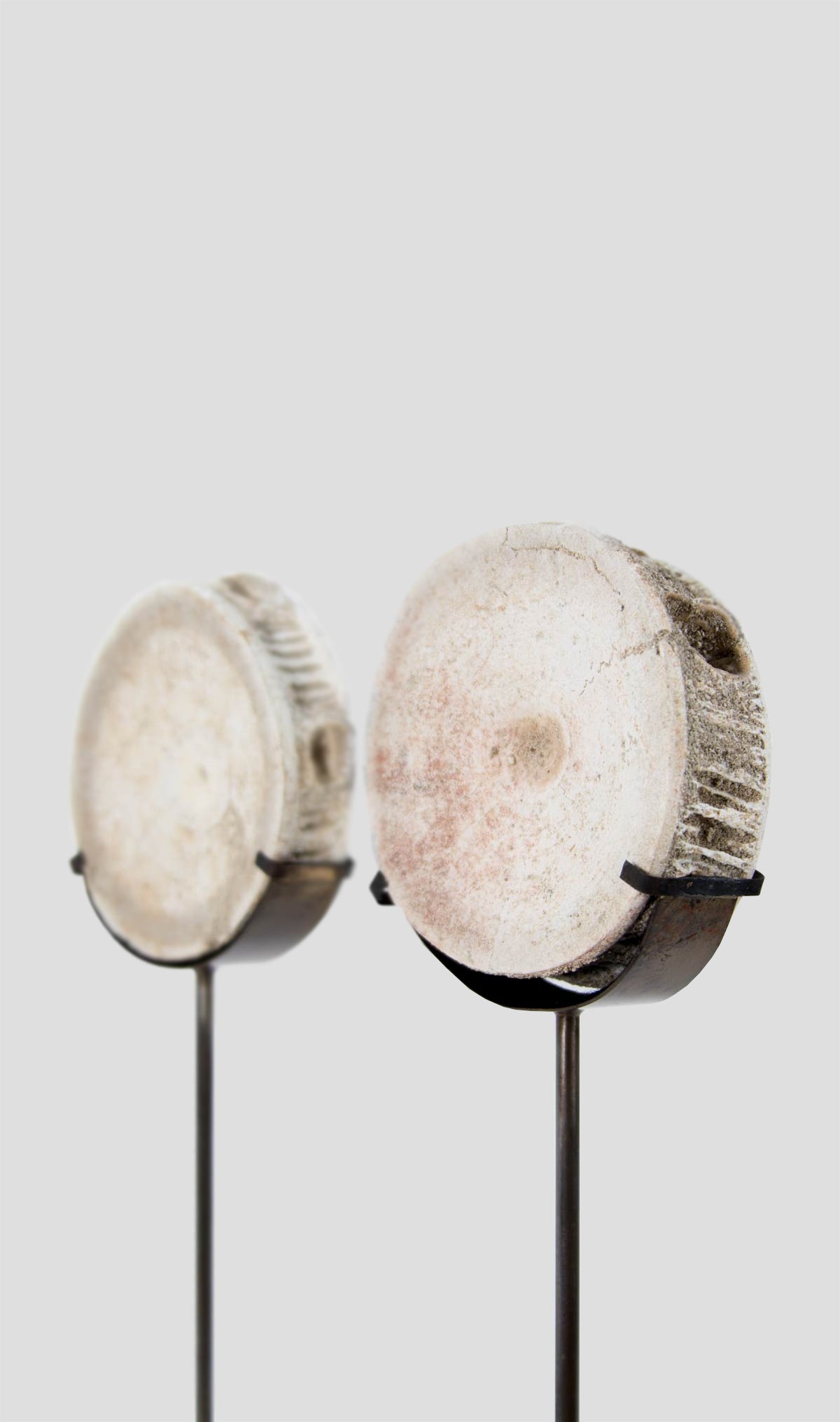Otodus Obliquus Fossil Vertebra In Bronze Stand 277mm
