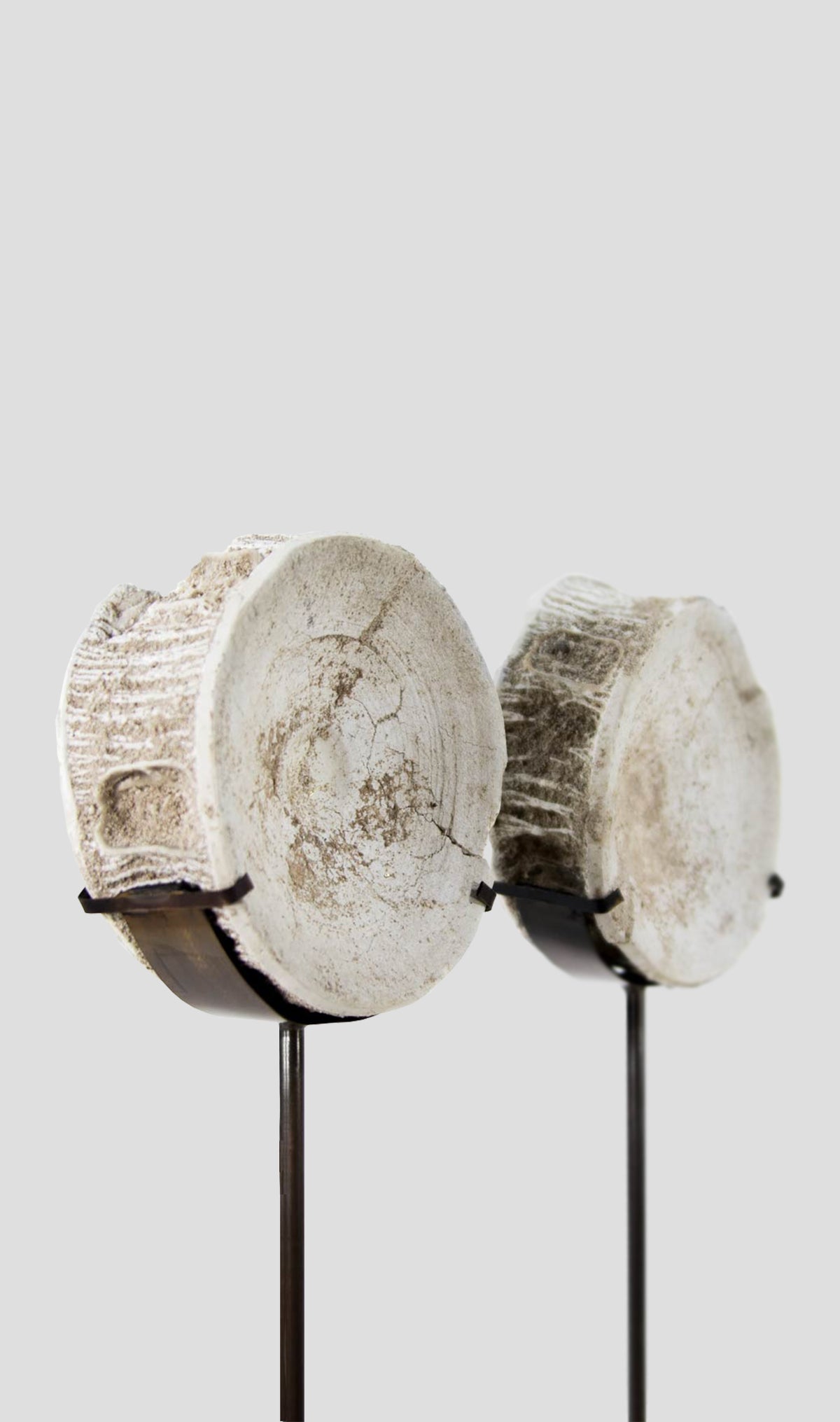 Otodus Obliquus Fossil Vertebra In Bronze Stand 302mm