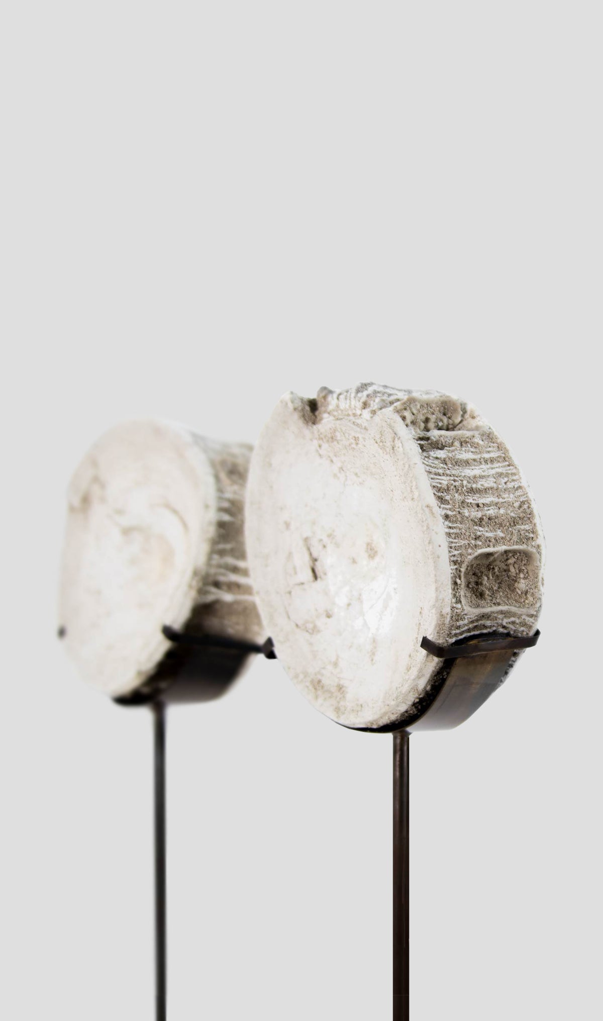 Otodus Obliquus Fossil Vertebra In Bronze Stand 302mm