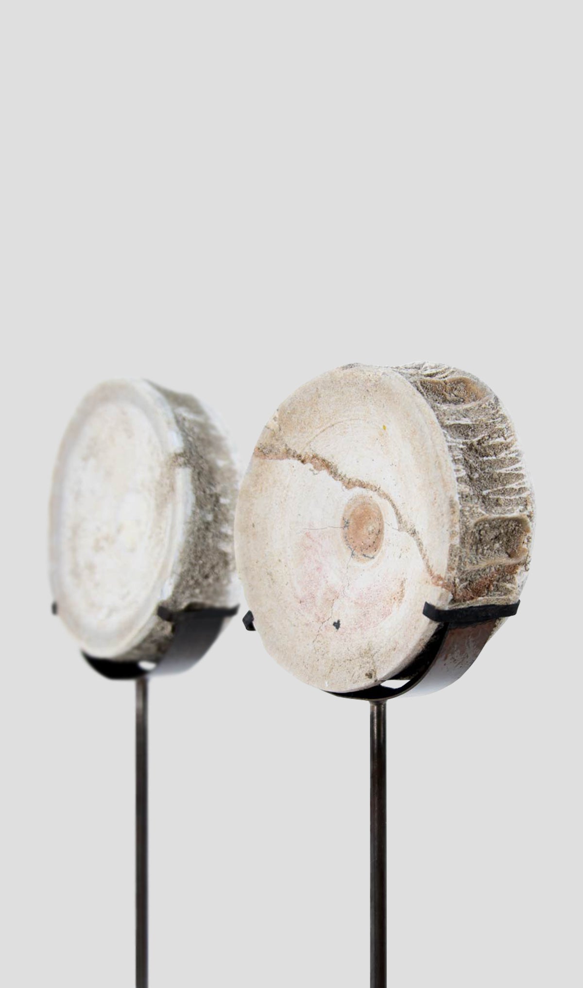 Otodus Obliquus Fossil Vertebra In Bronze Stand 278mm