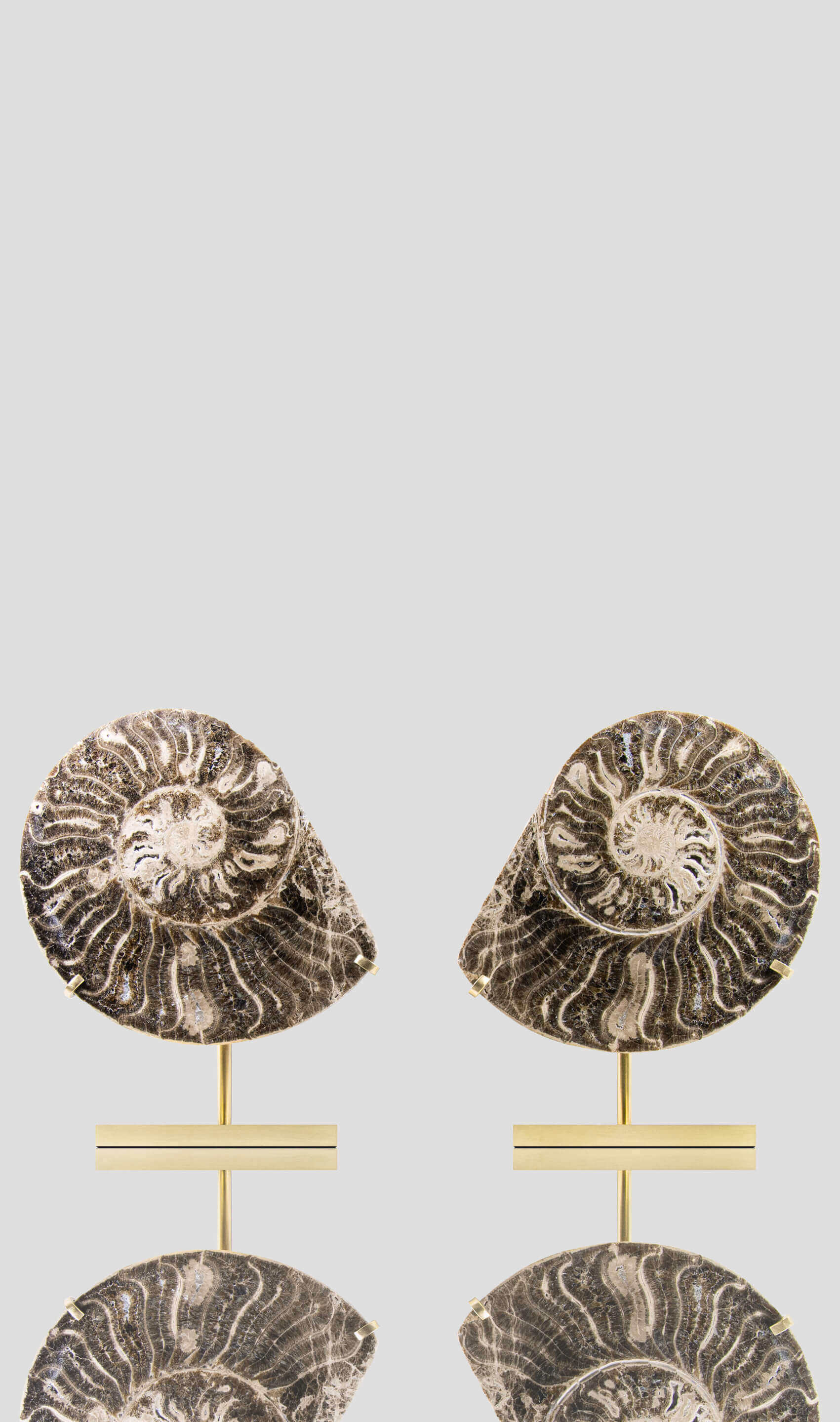 Hoplitoides Wohltmanni Ammonite Pair 235mm on brass stand