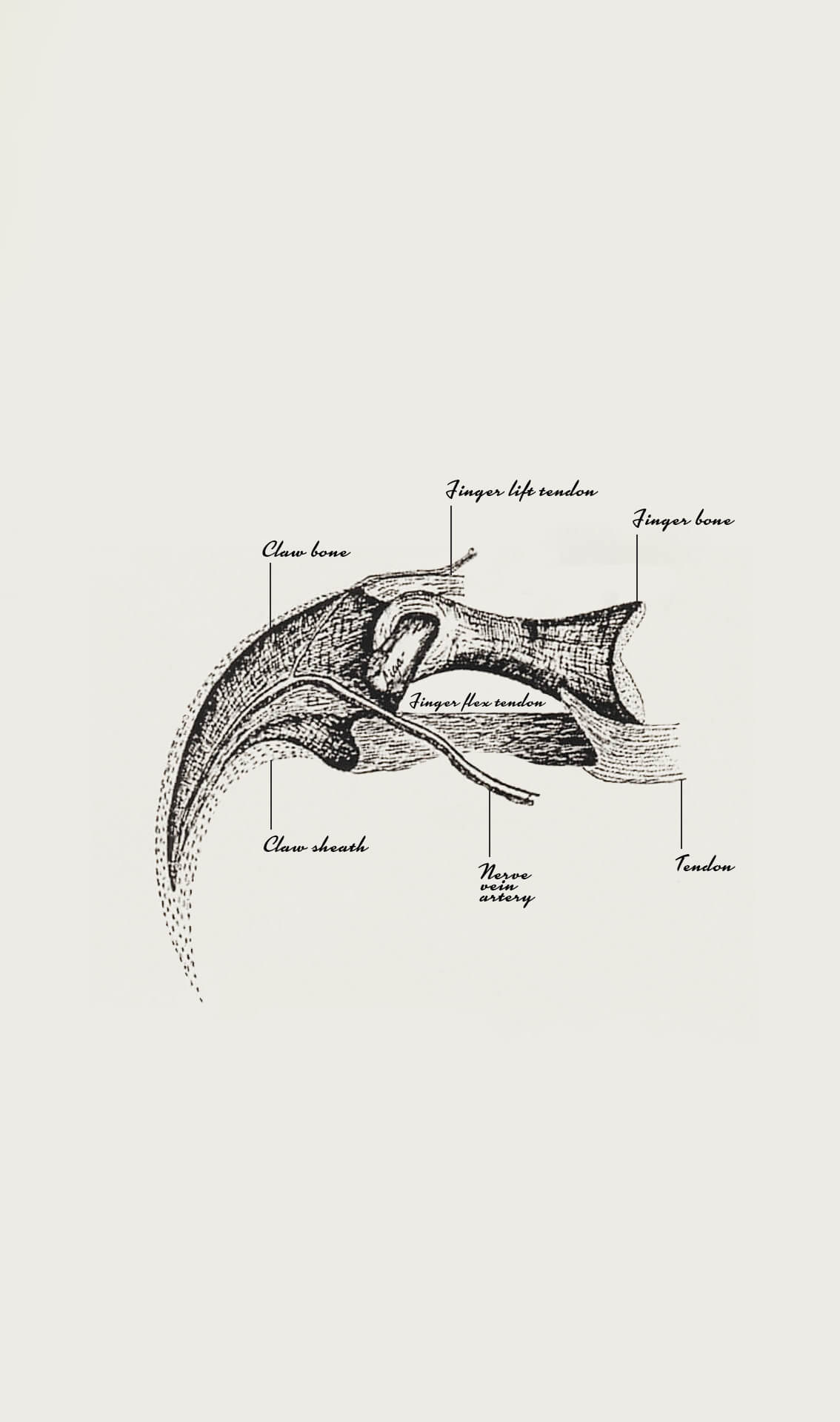 Deltadromeus Agilis [Delta Runner] Claw 58mm