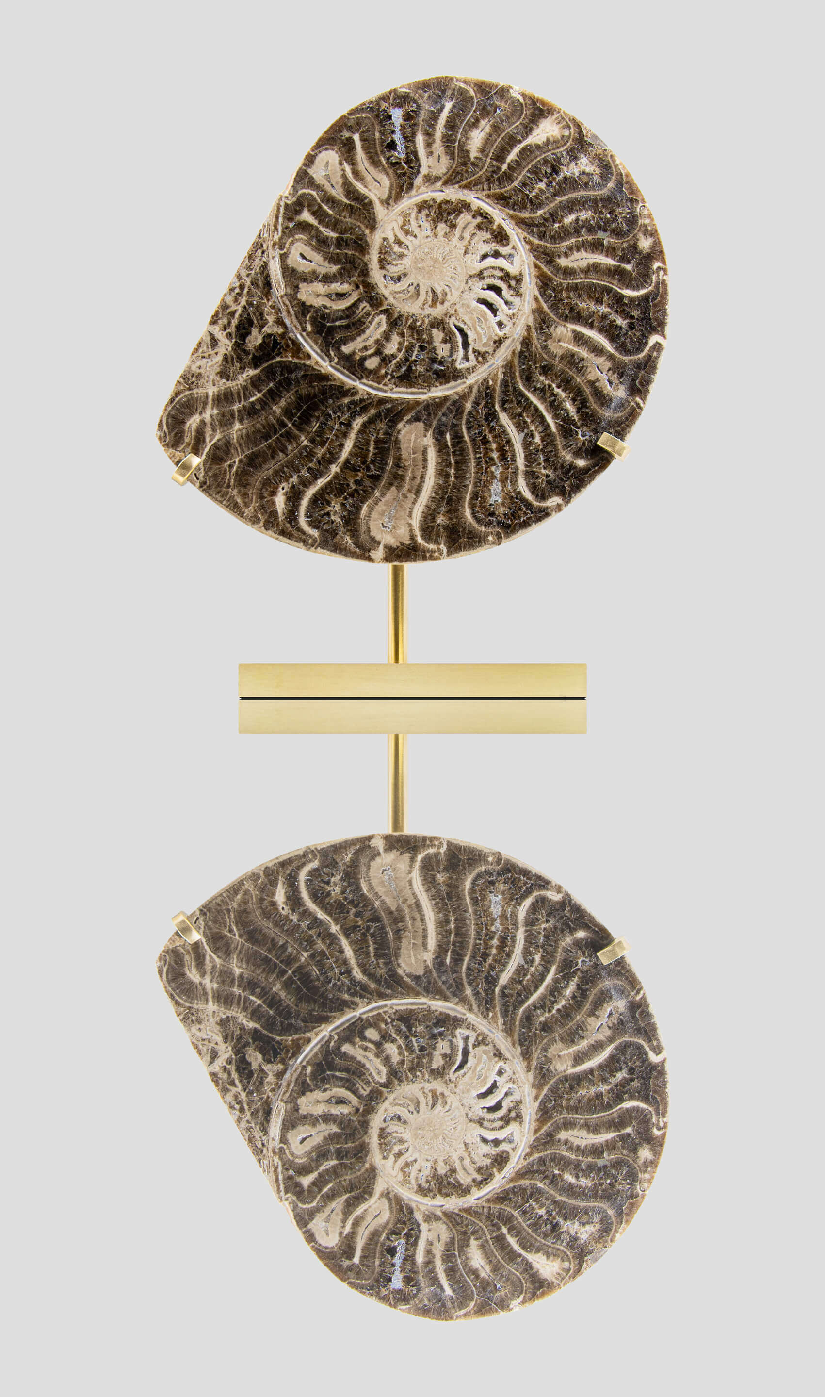 Hoplitoides Wohltmanni Ammonite Pair 235mm on brass stand
