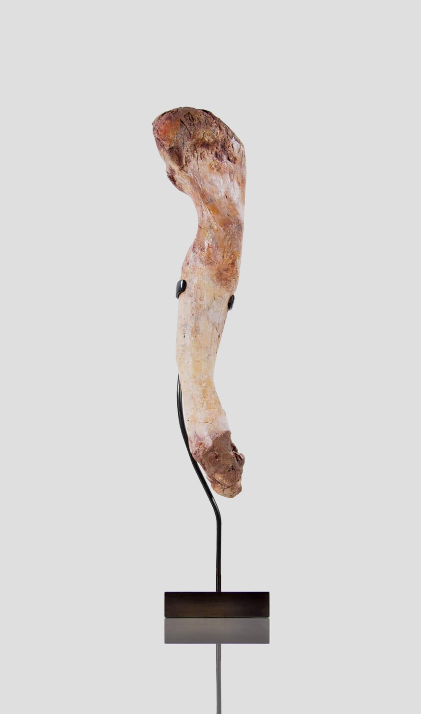 Elosuchus Cherifiensis Crocodile Bone In Bronze Stand 510mm