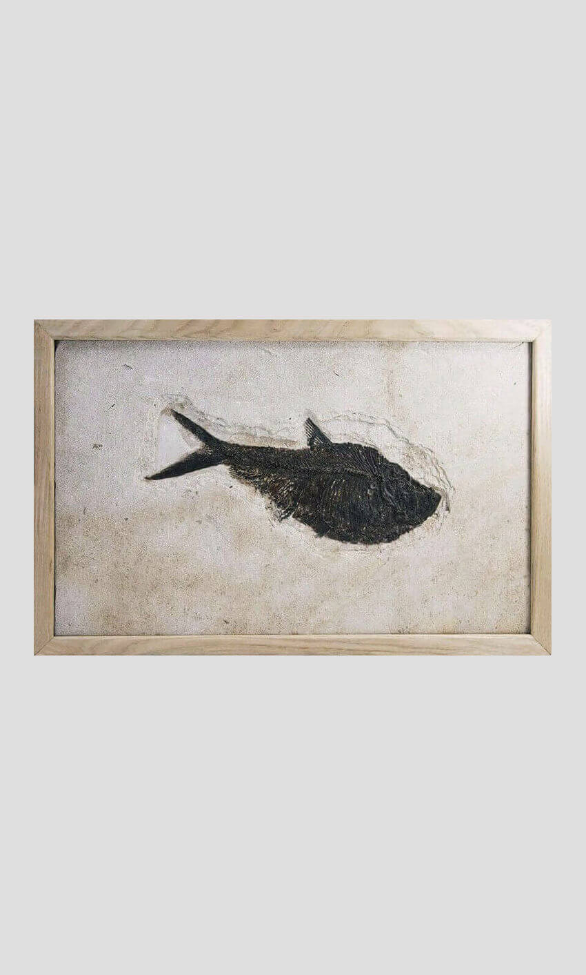 large fossil Diplomystus fish in a wood frame 1