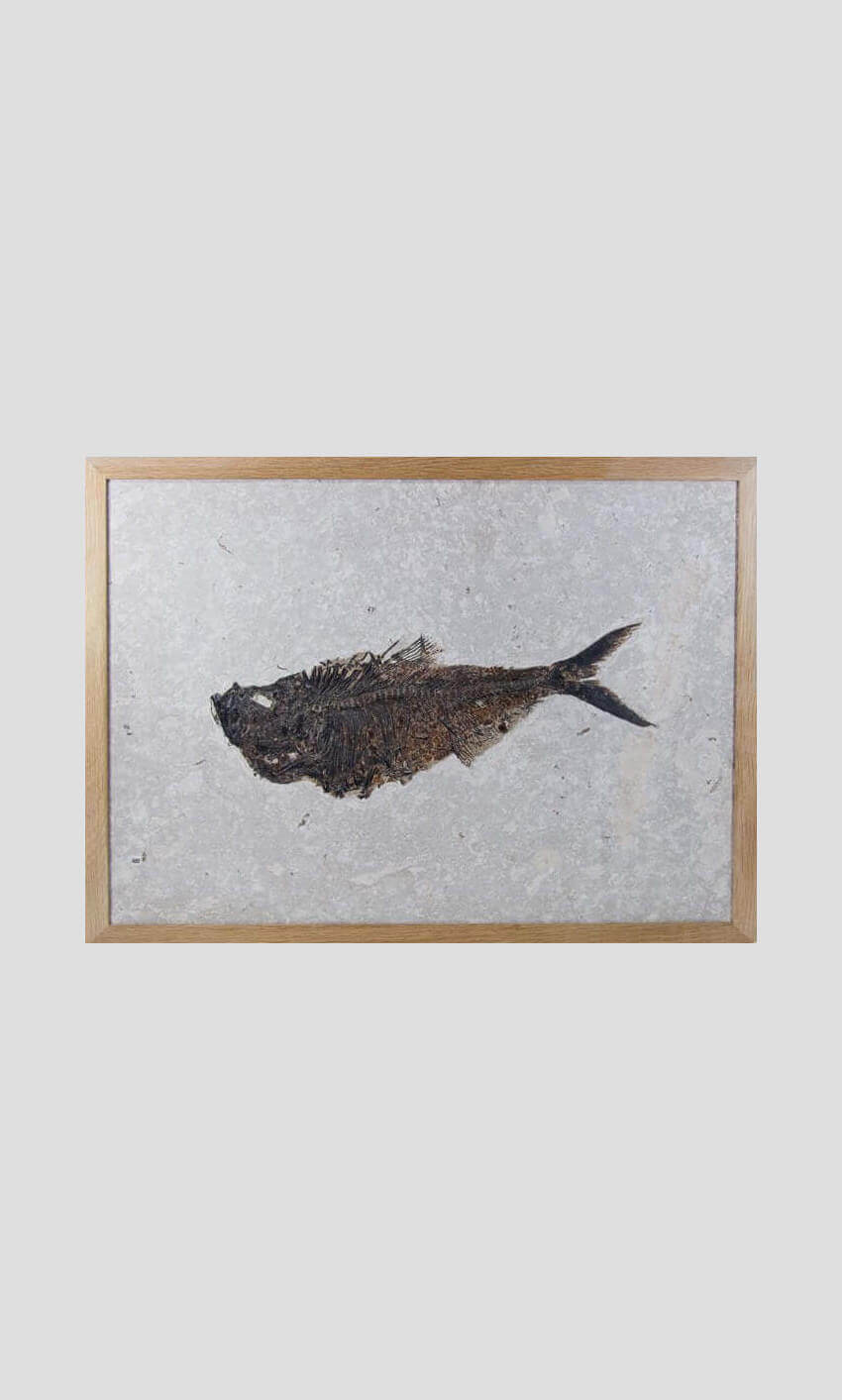 large fossil Diplomystus fish in a wood frame