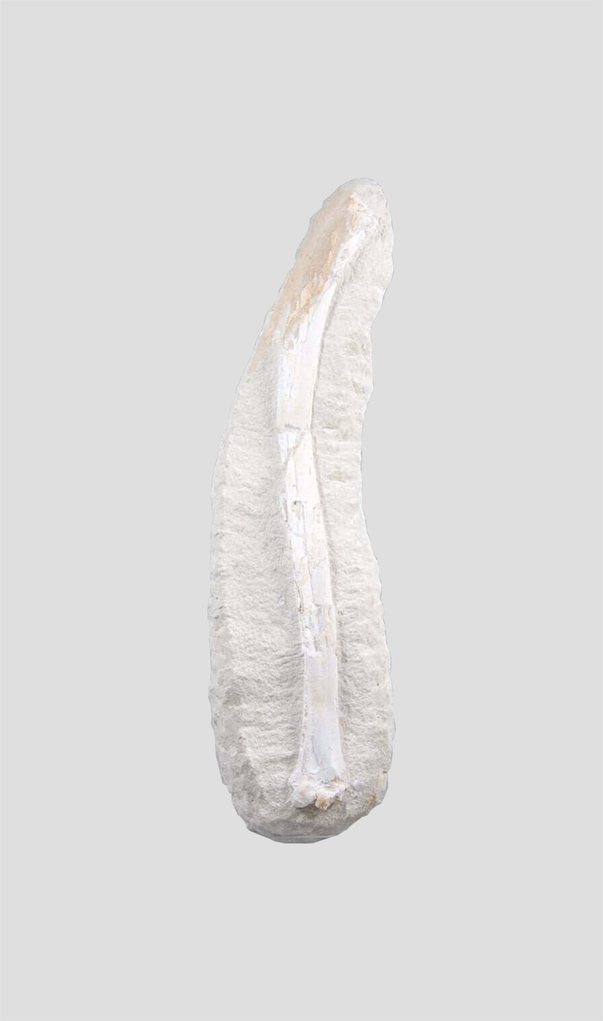 Odontopteryx Gigas Bird Wing Bone In The Original Bed Rock 1.7ft
