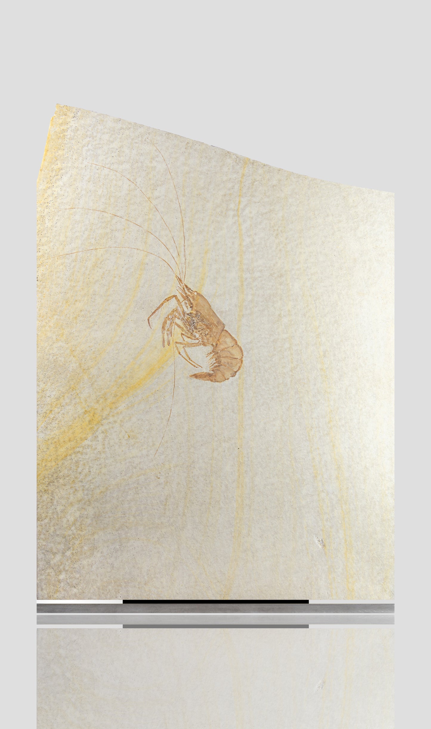 ARCHIVED: Fossil Acanthochirana Longiceps Shrimp In Brushed Stainless Steel Stand