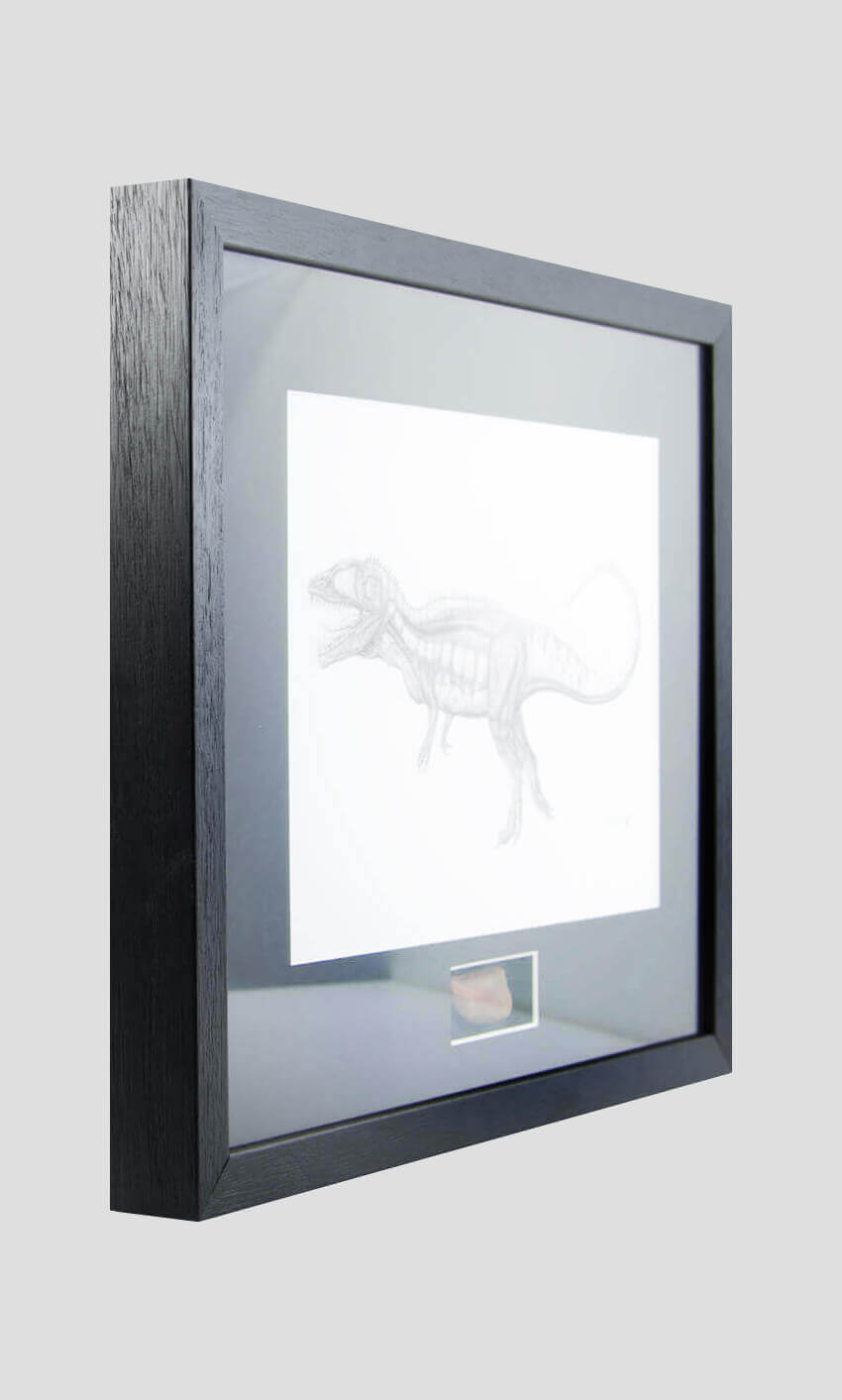  Framed Carcharodontosaurus Dinosaur Tooth frame