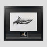 Otoduc obliquus shark tooth for sale in a black frame