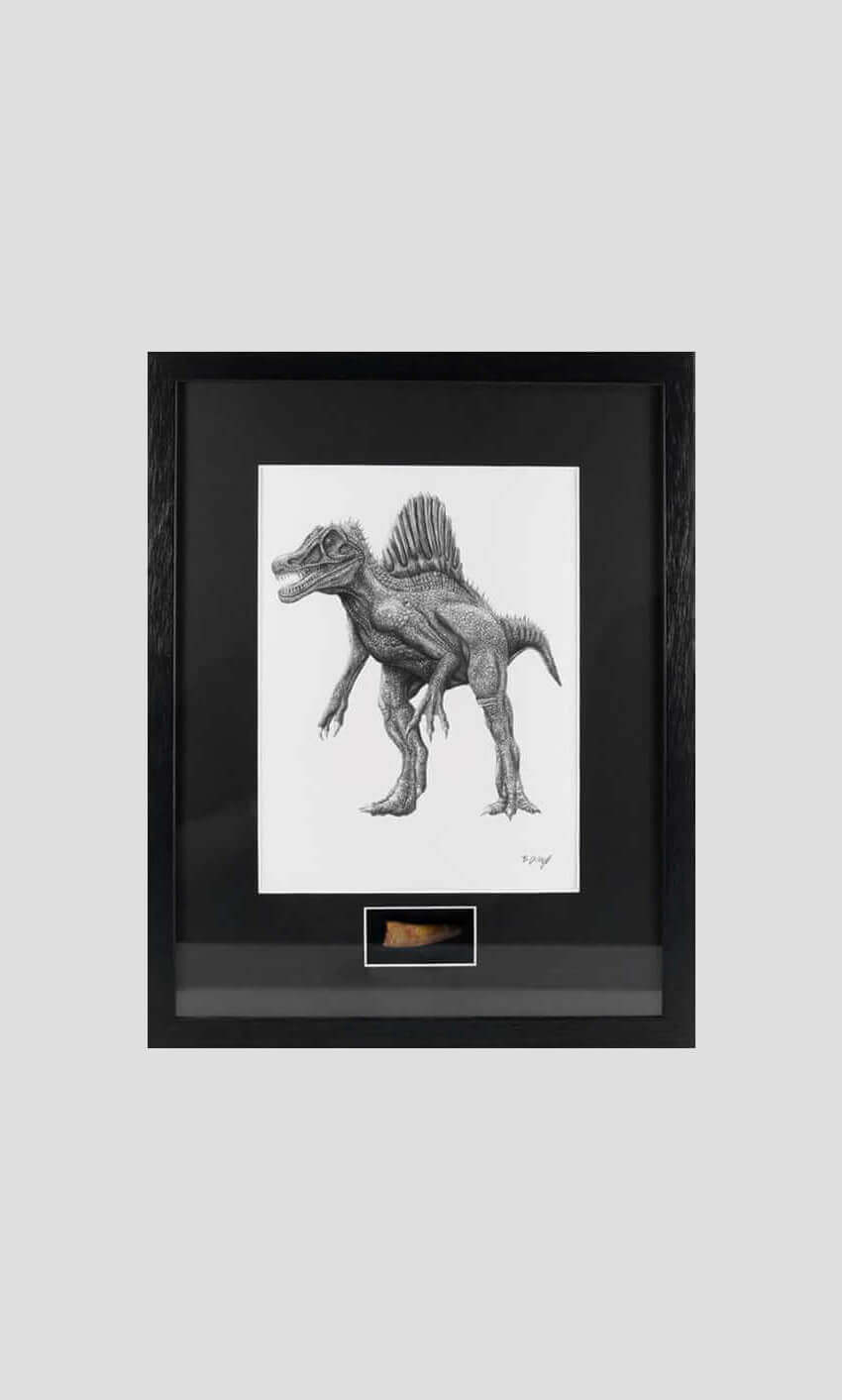 Spinosaurus dinosaur tooth for sale in a black frame
