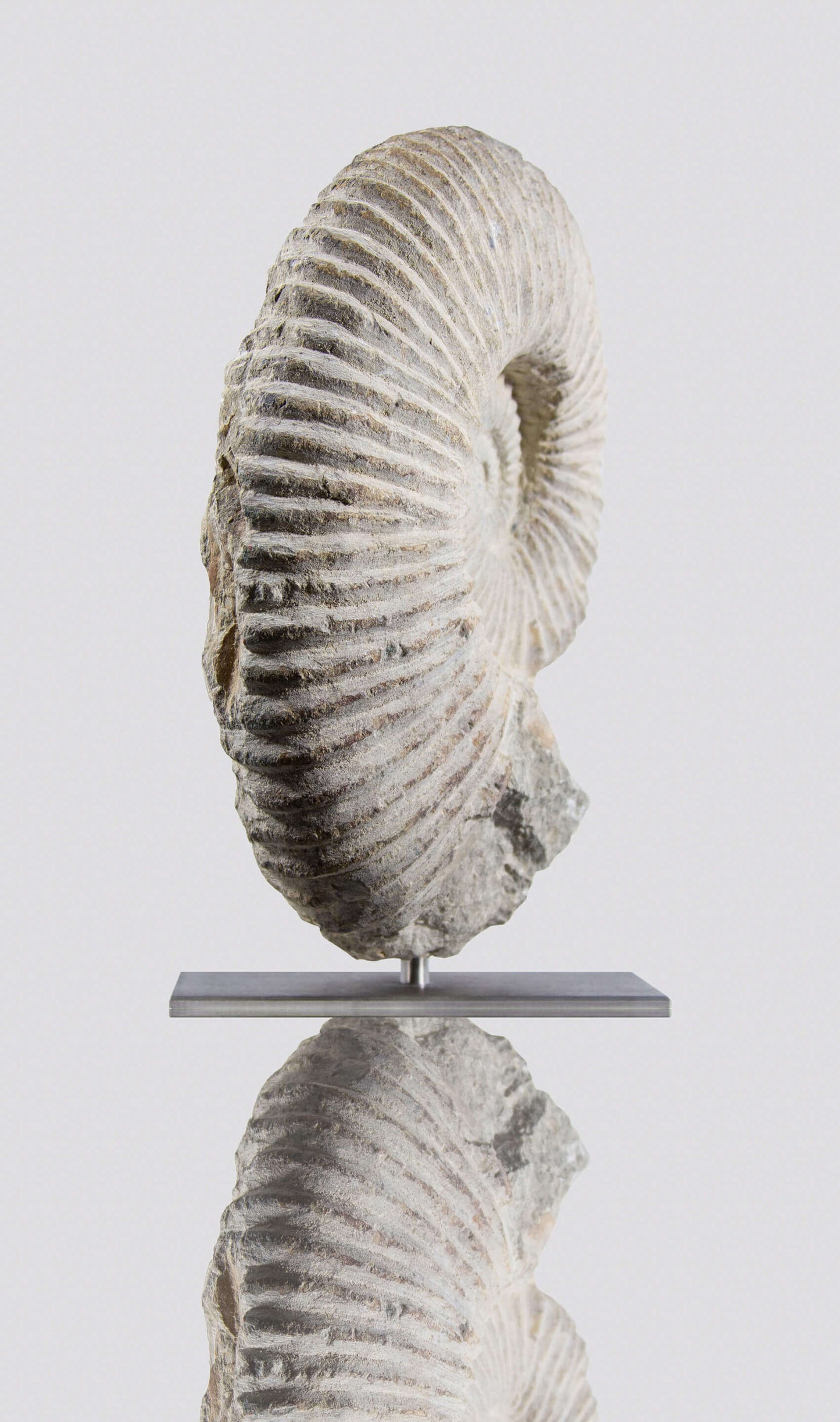 ARCHIVED: Mantelliceras Ammonite on Steel 288mm