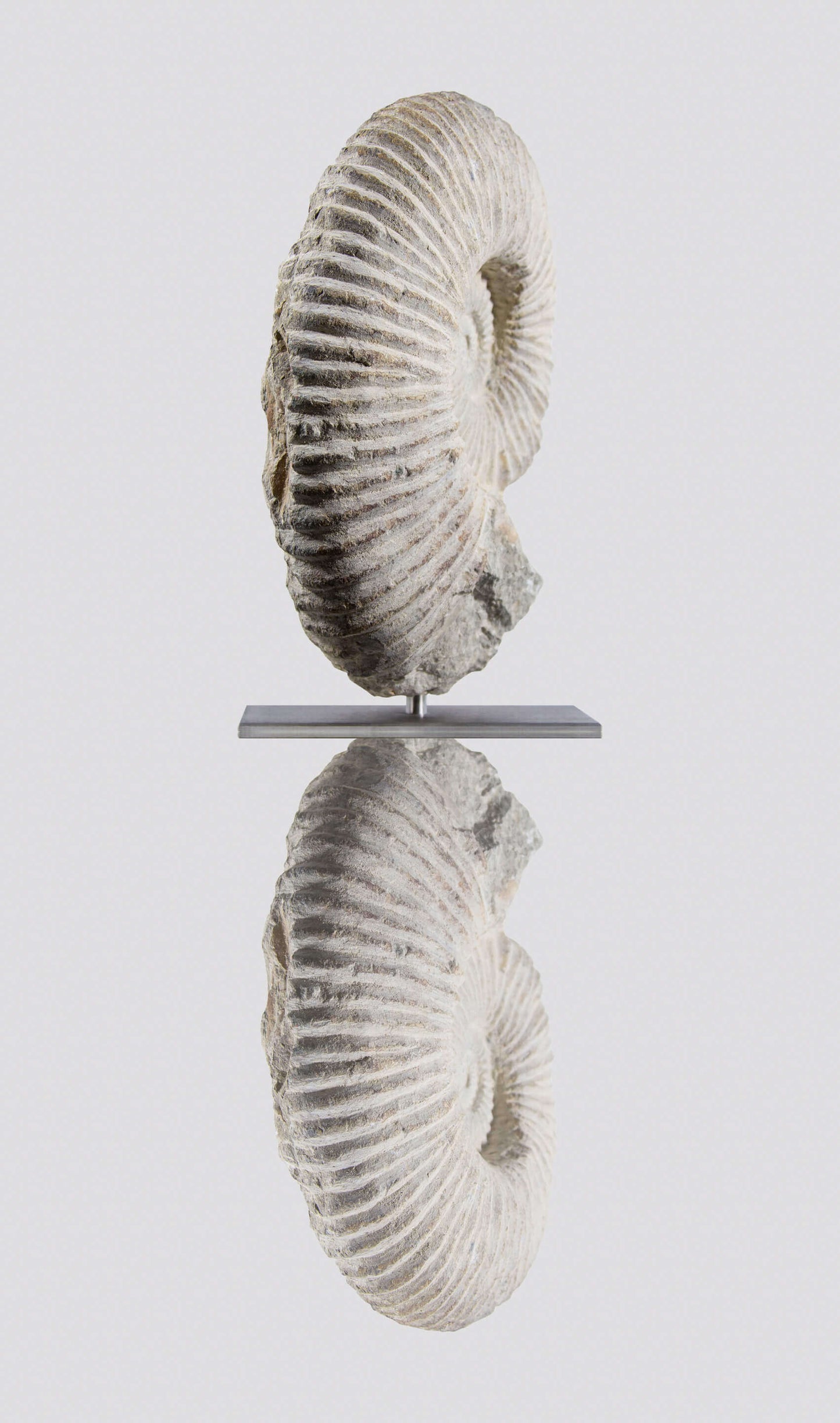 ARCHIVED: Mantelliceras Ammonite on Steel 288mm