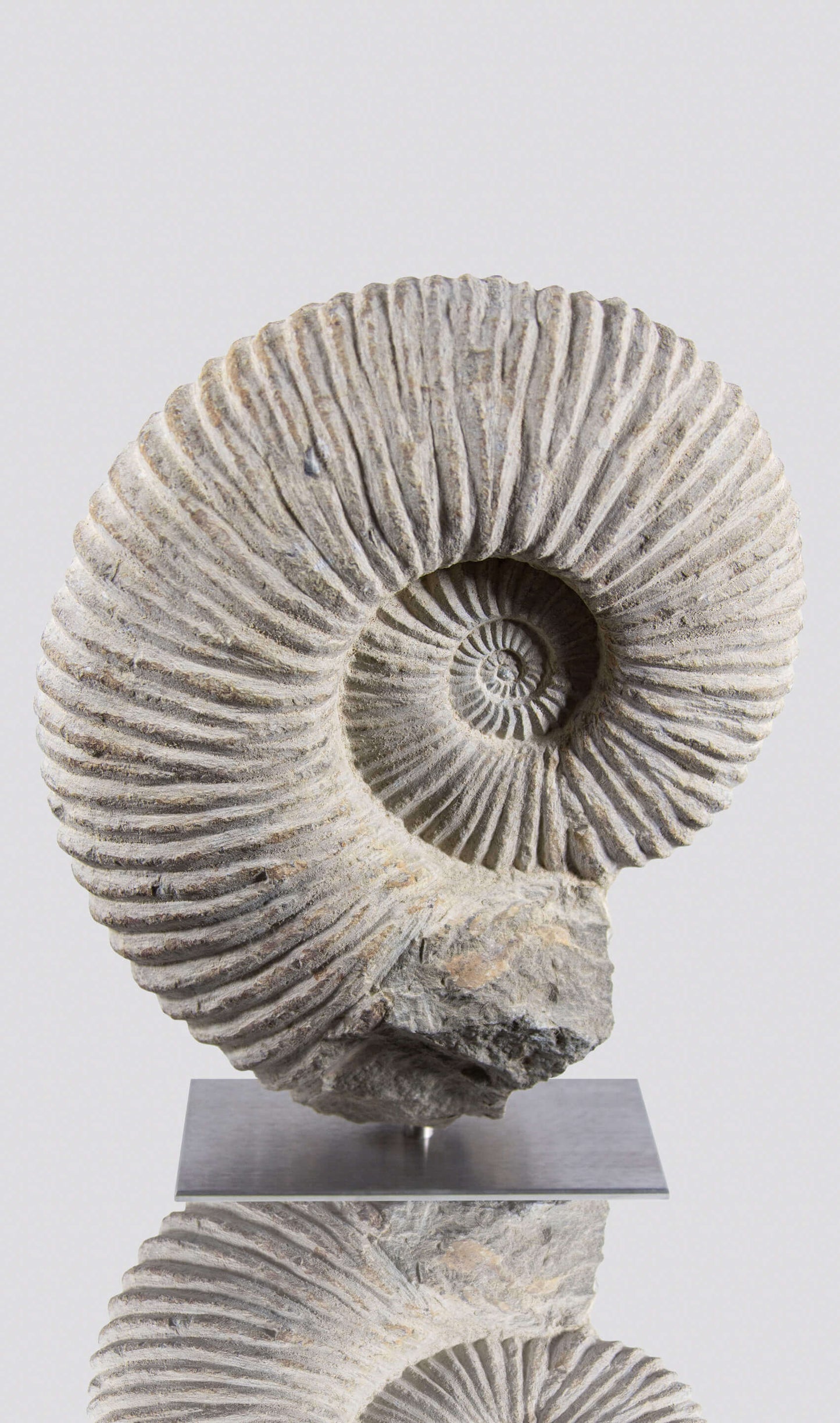 ARCHIVED: Mantelliceras Ammonite on Steel 288mm