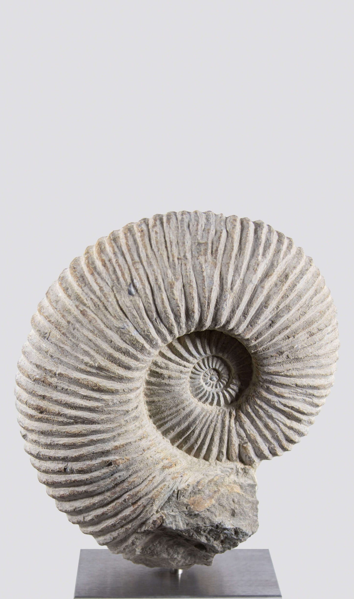 ARCHIVED: Mantelliceras Ammonite on Steel 288mm