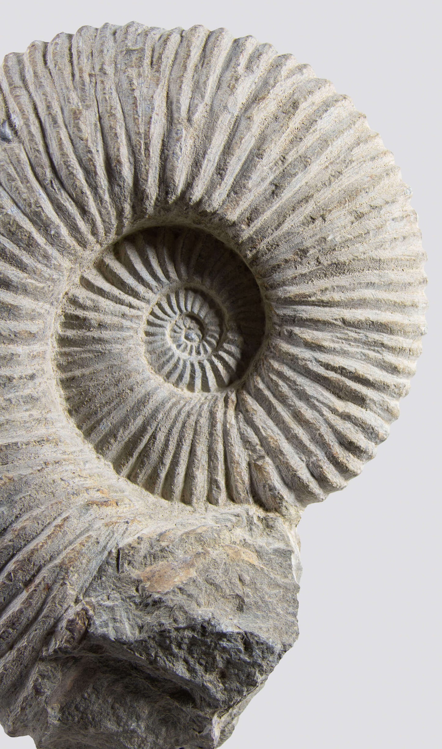 ARCHIVED: Mantelliceras Ammonite on Steel 288mm