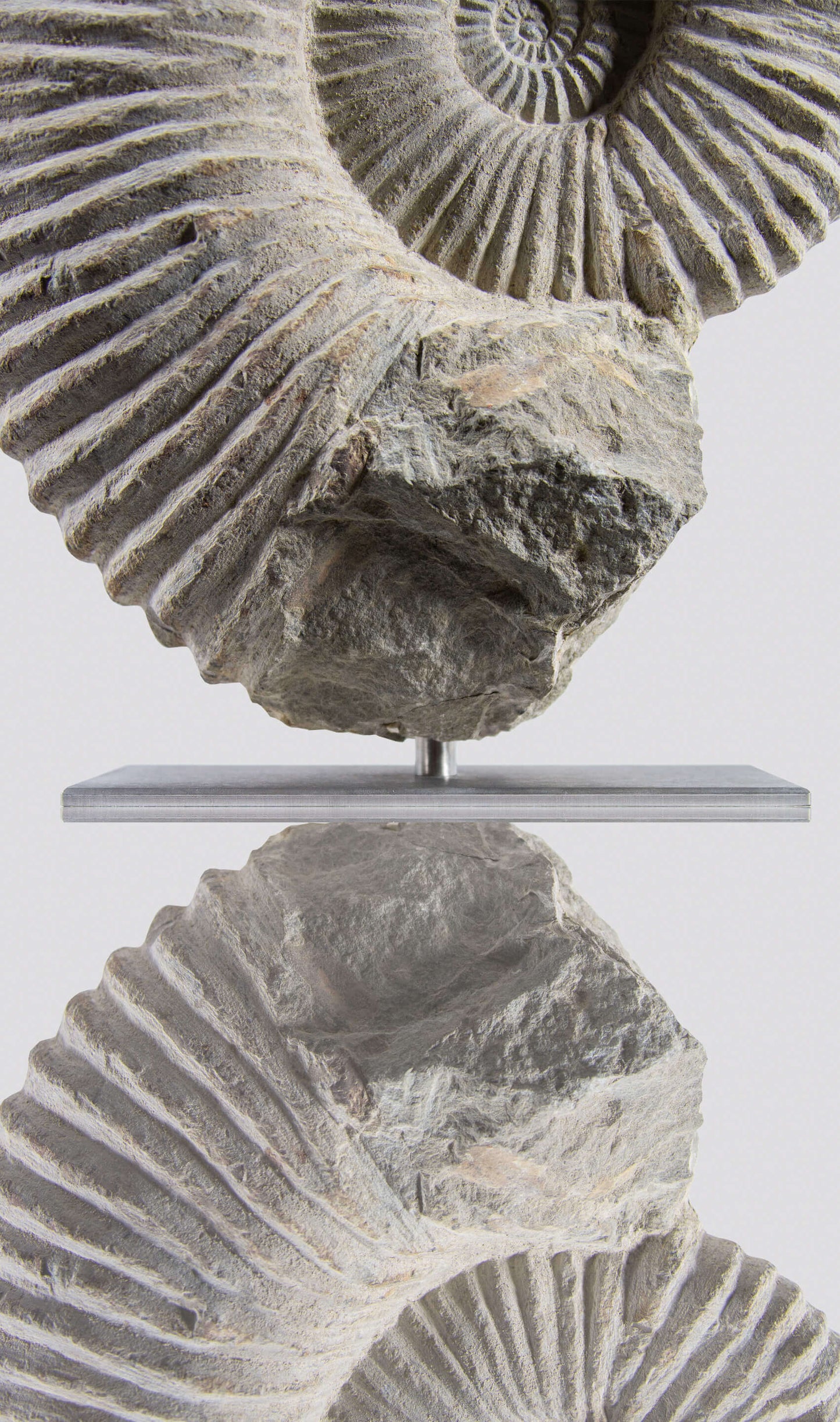 ARCHIVED: Mantelliceras Ammonite on Steel 288mm