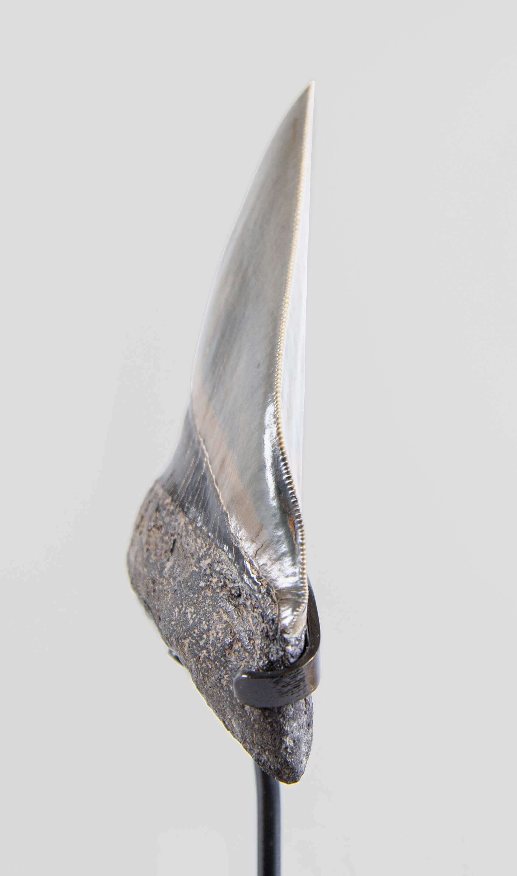 A grade Megalodon tooth displaying wonderful serrations on a bronze stand and free international shipping