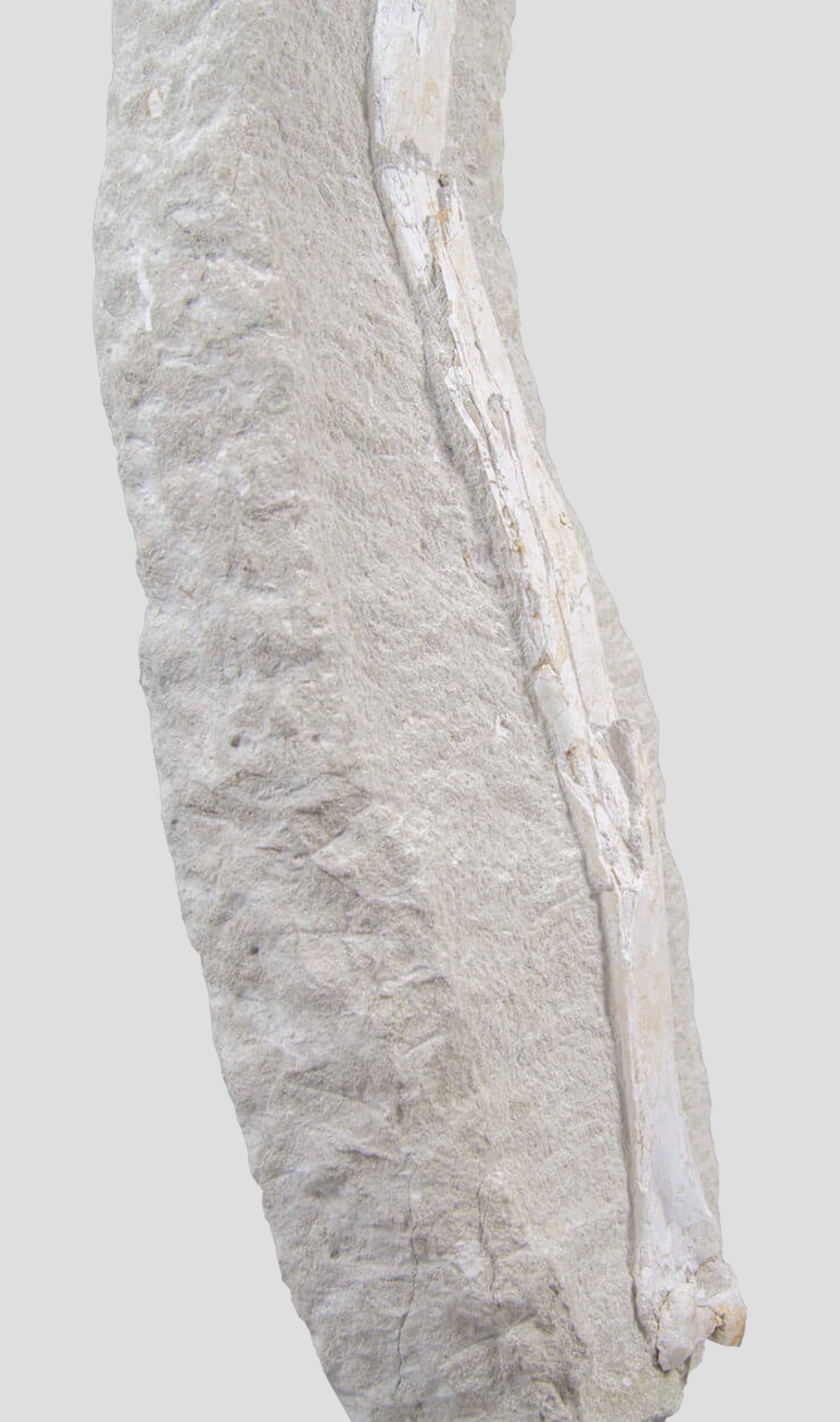 Odontopteryx Gigas Bird Wing Bone In The Original Bed Rock 1.7ft