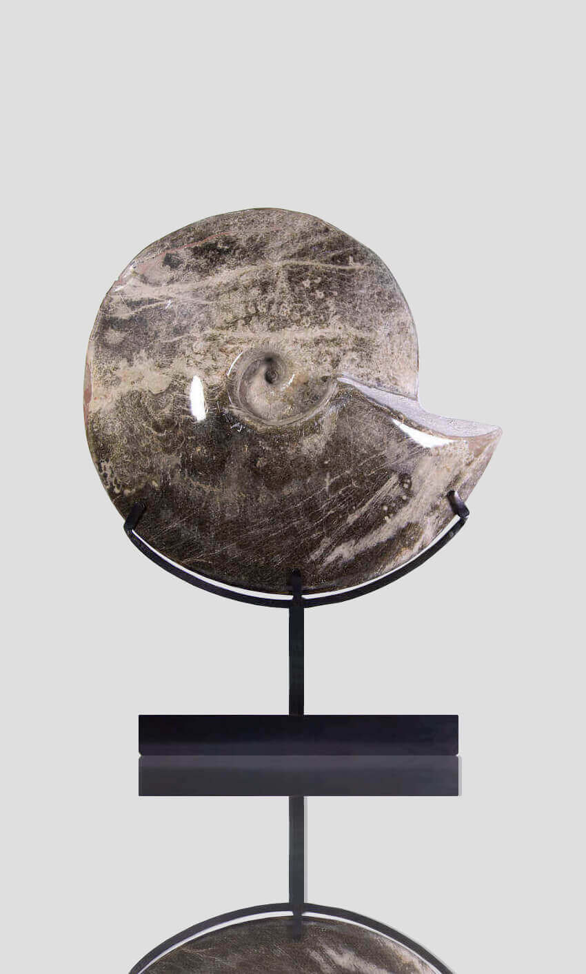 Hoplitoides Wohltmanni Ammonite 382mm on bronze stand