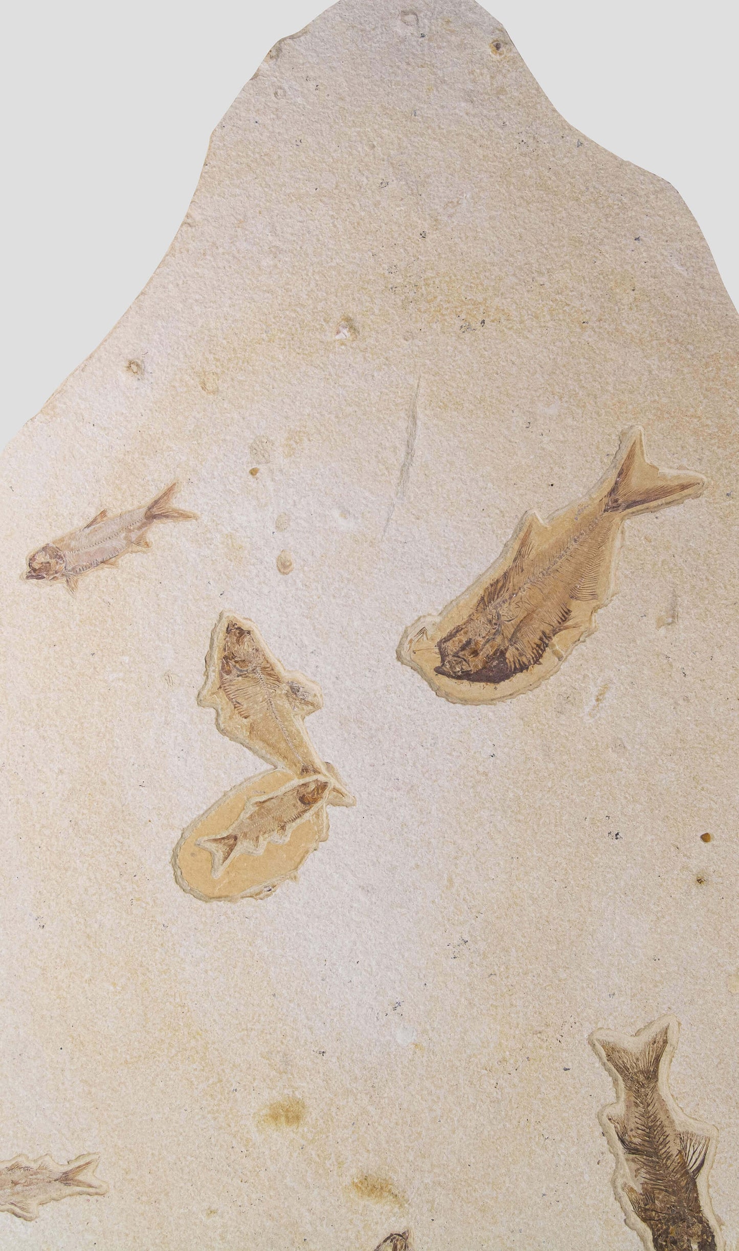Knightia Alta And Diplomystus Dentatus and Amphiplaga Brachyptera Fish Shoal Slab 1.1M