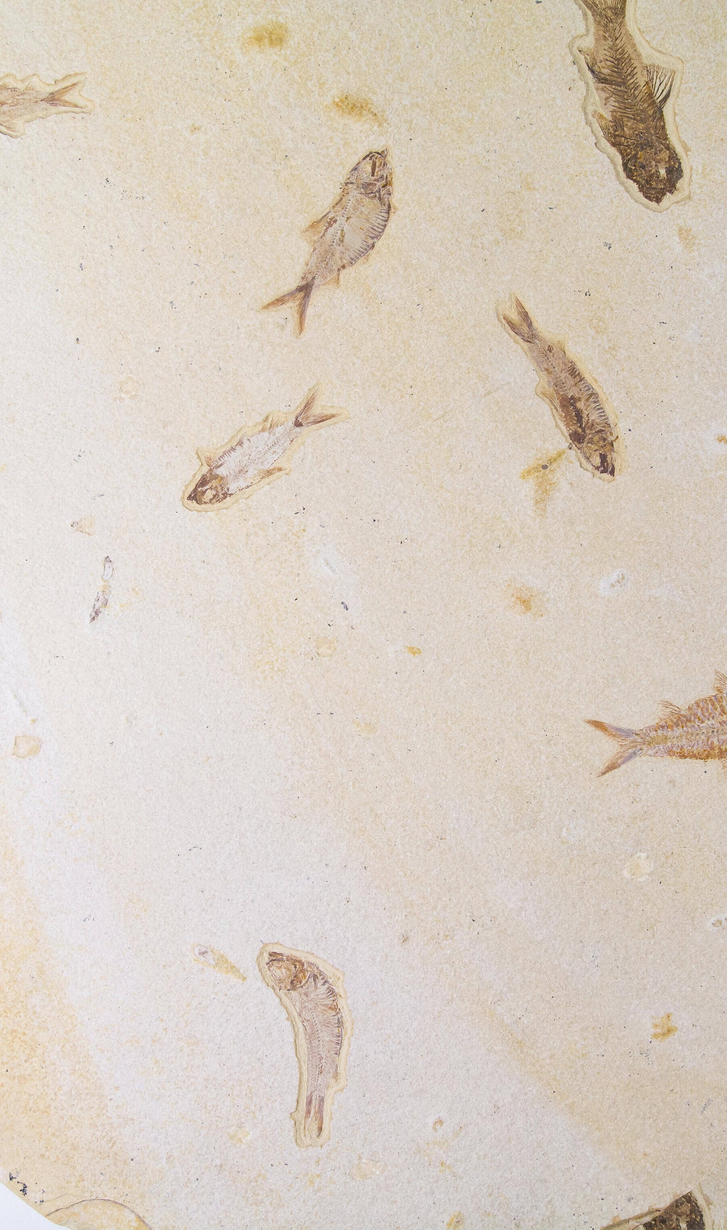 Knightia Alta And Diplomystus Dentatus and Amphiplaga Brachyptera Fish Shoal Slab 1.1M