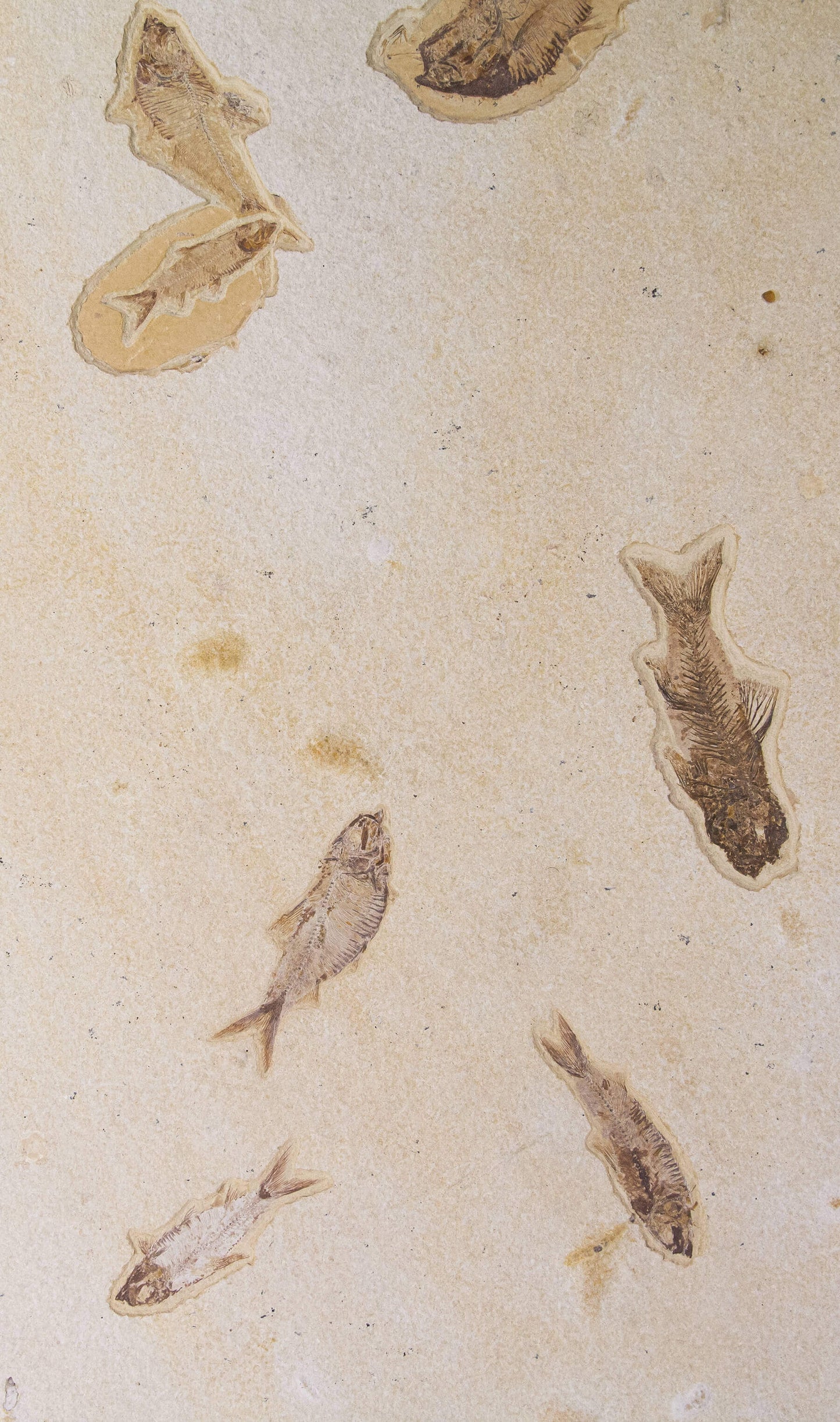Knightia Alta And Diplomystus Dentatus and Amphiplaga Brachyptera Fish Shoal Slab 1.1M
