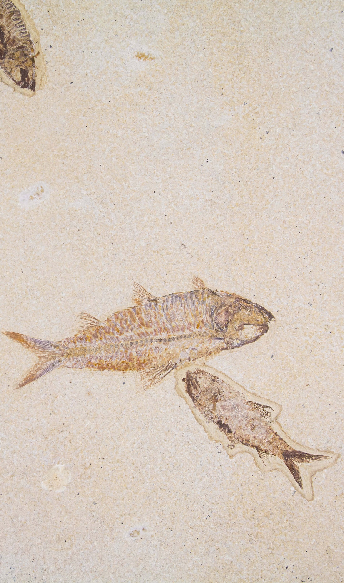 Knightia Alta And Diplomystus Dentatus and Amphiplaga Brachyptera Fish Shoal Slab 1.1M