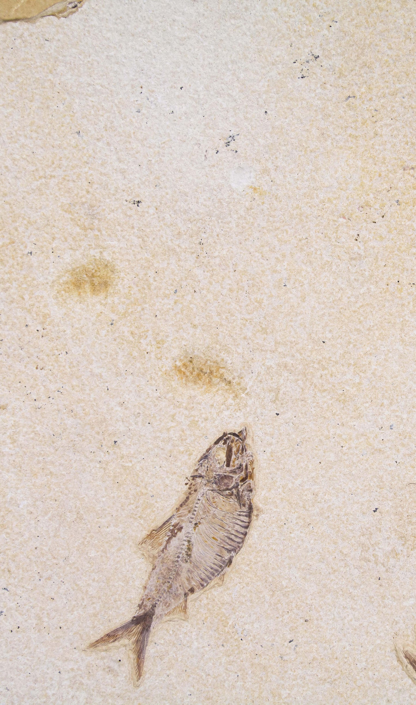 Knightia Alta And Diplomystus Dentatus and Amphiplaga Brachyptera Fish Shoal Slab 1.1M