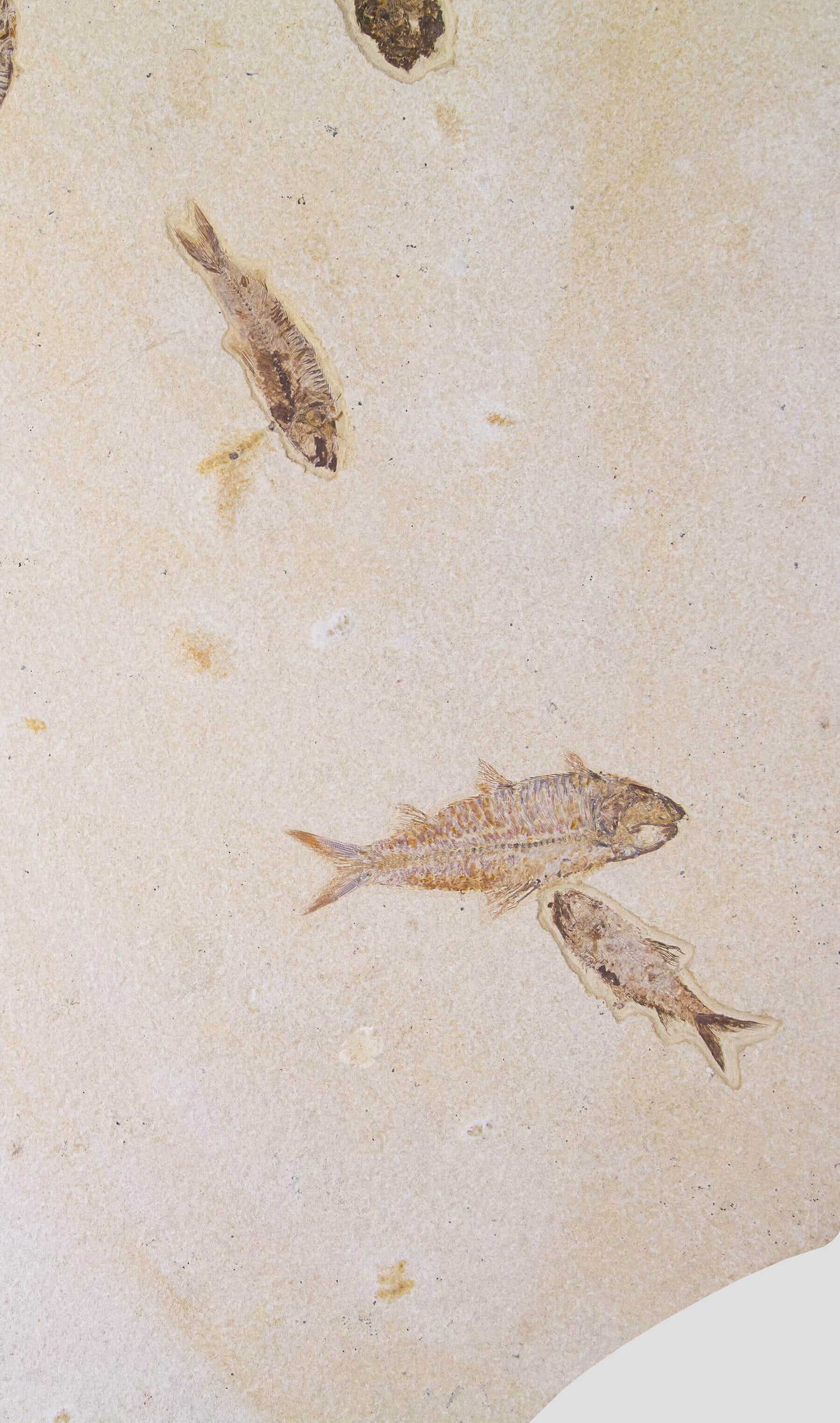 Knightia Alta And Diplomystus Dentatus and Amphiplaga Brachyptera Fish Shoal Slab 1.1M