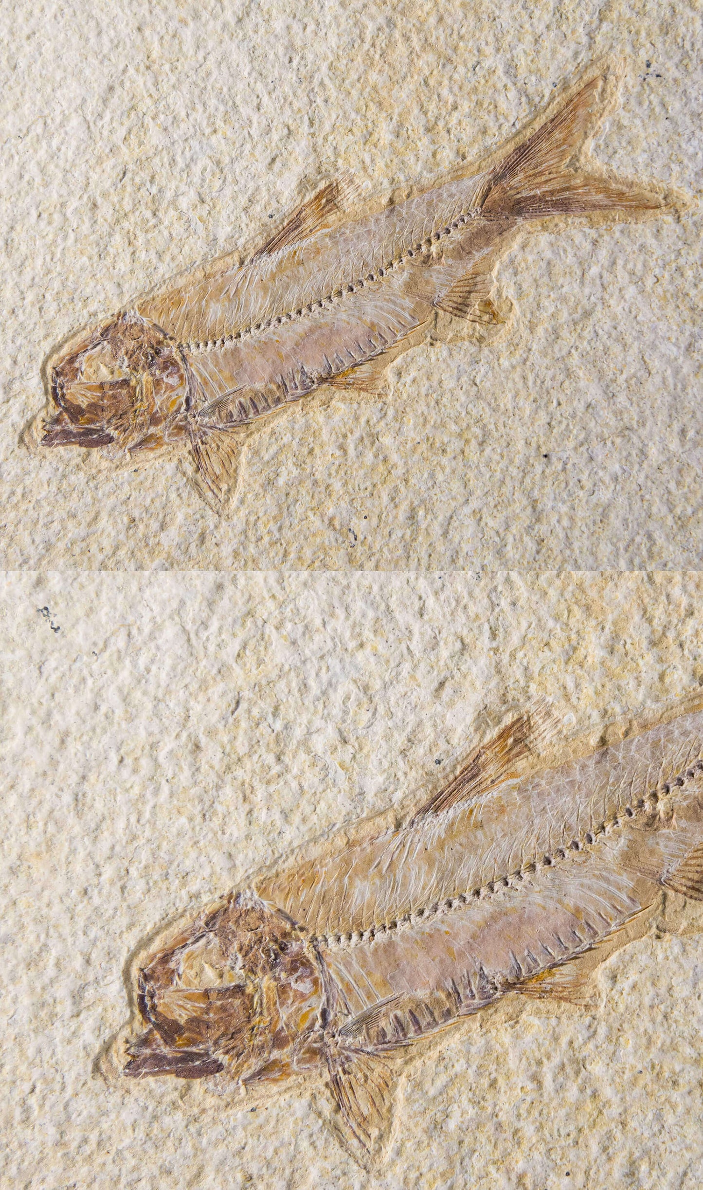 Knightia Alta And Diplomystus Dentatus and Amphiplaga Brachyptera Fish Shoal Slab 1.1M