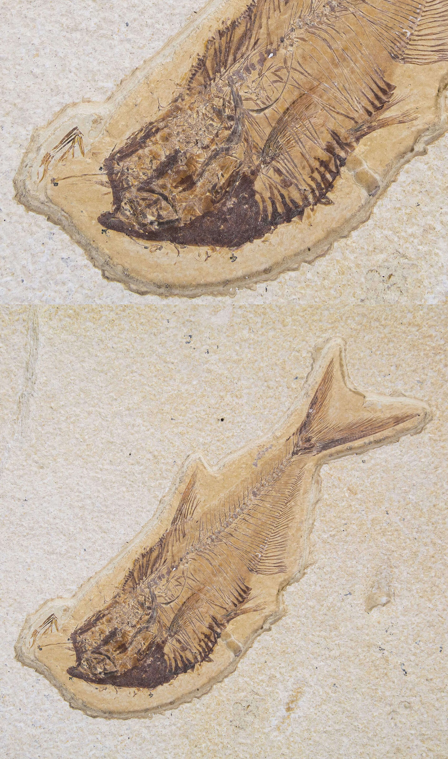 Knightia Alta And Diplomystus Dentatus and Amphiplaga Brachyptera Fish Shoal Slab 1.1M