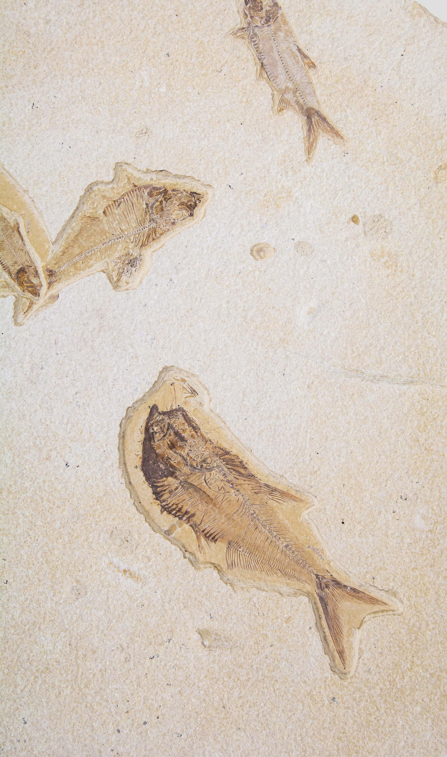 Knightia Alta And Diplomystus Dentatus and Amphiplaga Brachyptera Fish Shoal Slab 1.1M