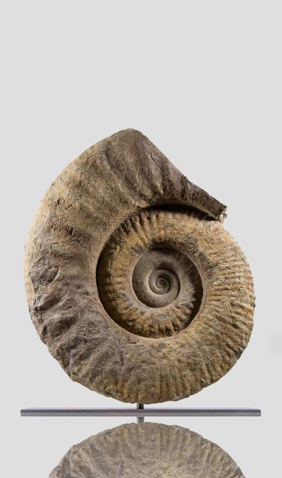 A wonderful mantelliceras ammonite for sale as an ammonite on stand for sale