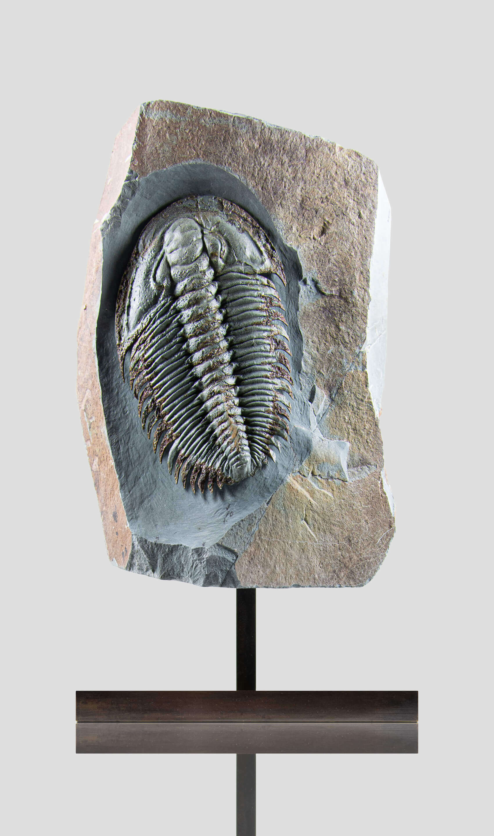 Longianda Termieri Fossil Trilobite 273mm on bronze stand