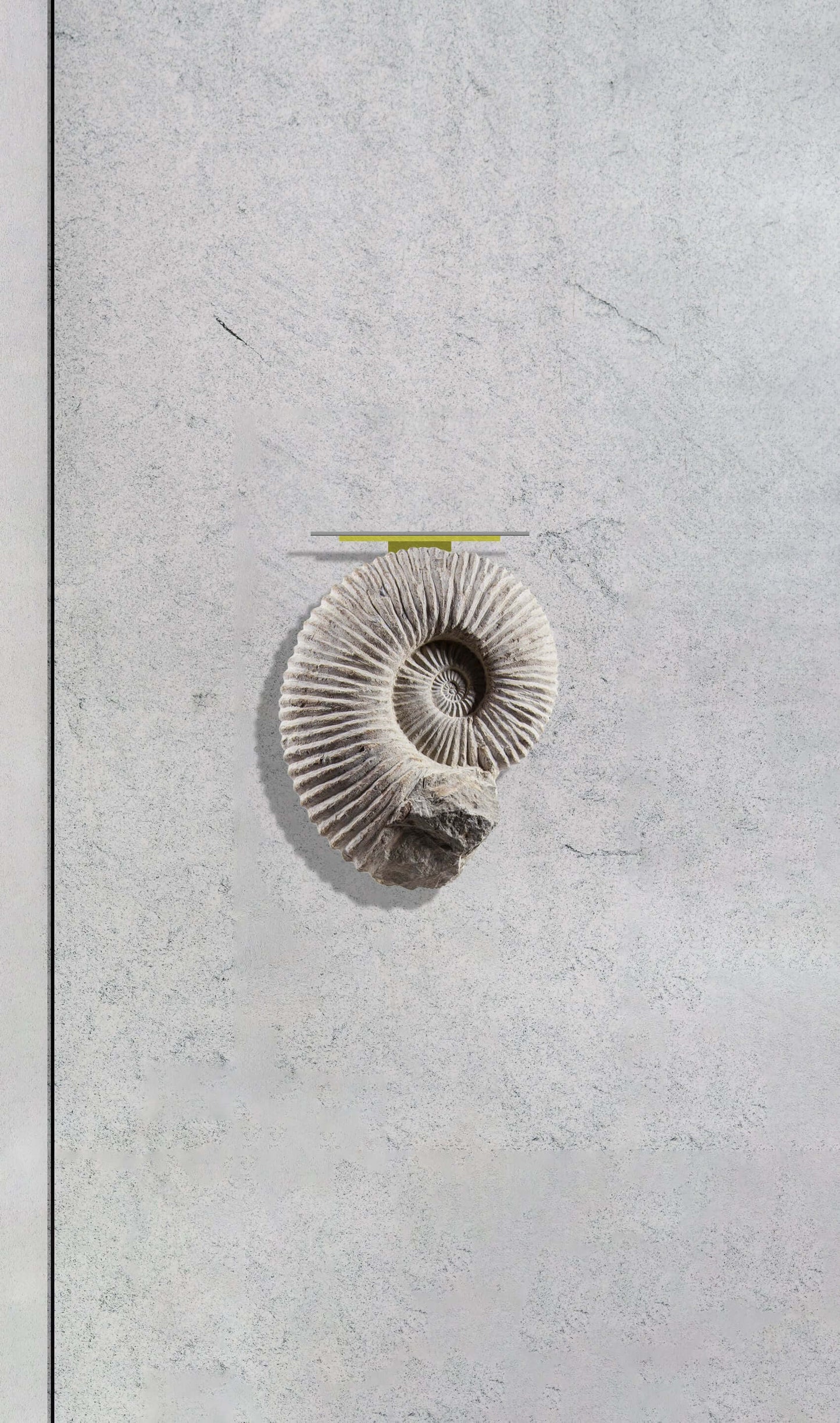 Ammonite wall table in brass and stainless steel table wall mount
