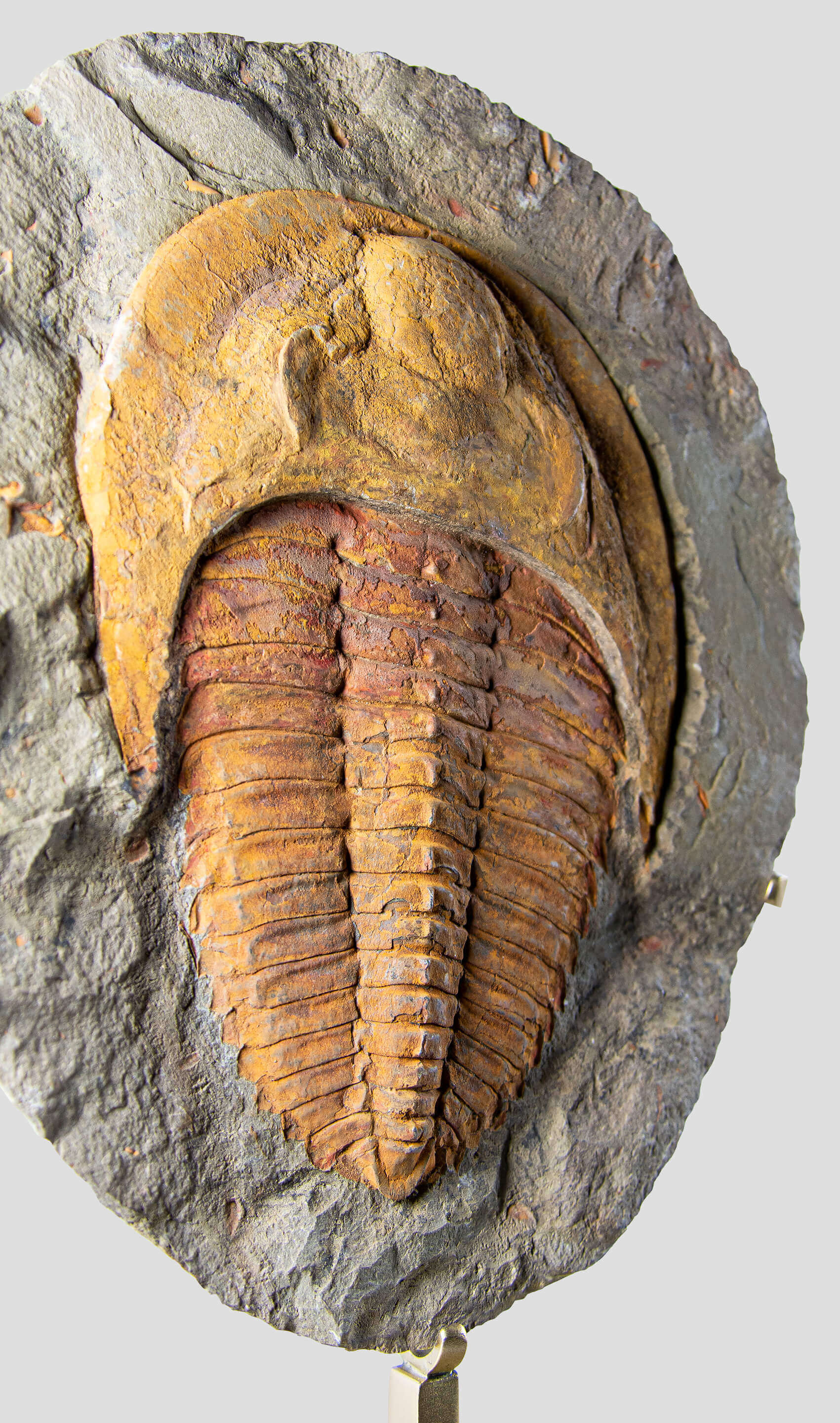 A stunning authentic and rare fossil cambropallas trilobite for sale 5