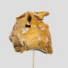 A rare dinosaur vertebra for sale on brass stand 03