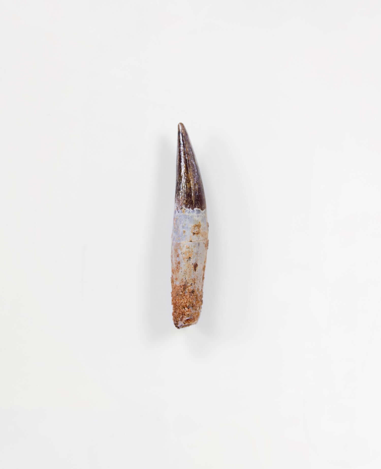 Scientifically important Spinosaurus aegyptiacus dinosaur fossil tooth for sale measuring 48mm at THE FOSSIL STORE