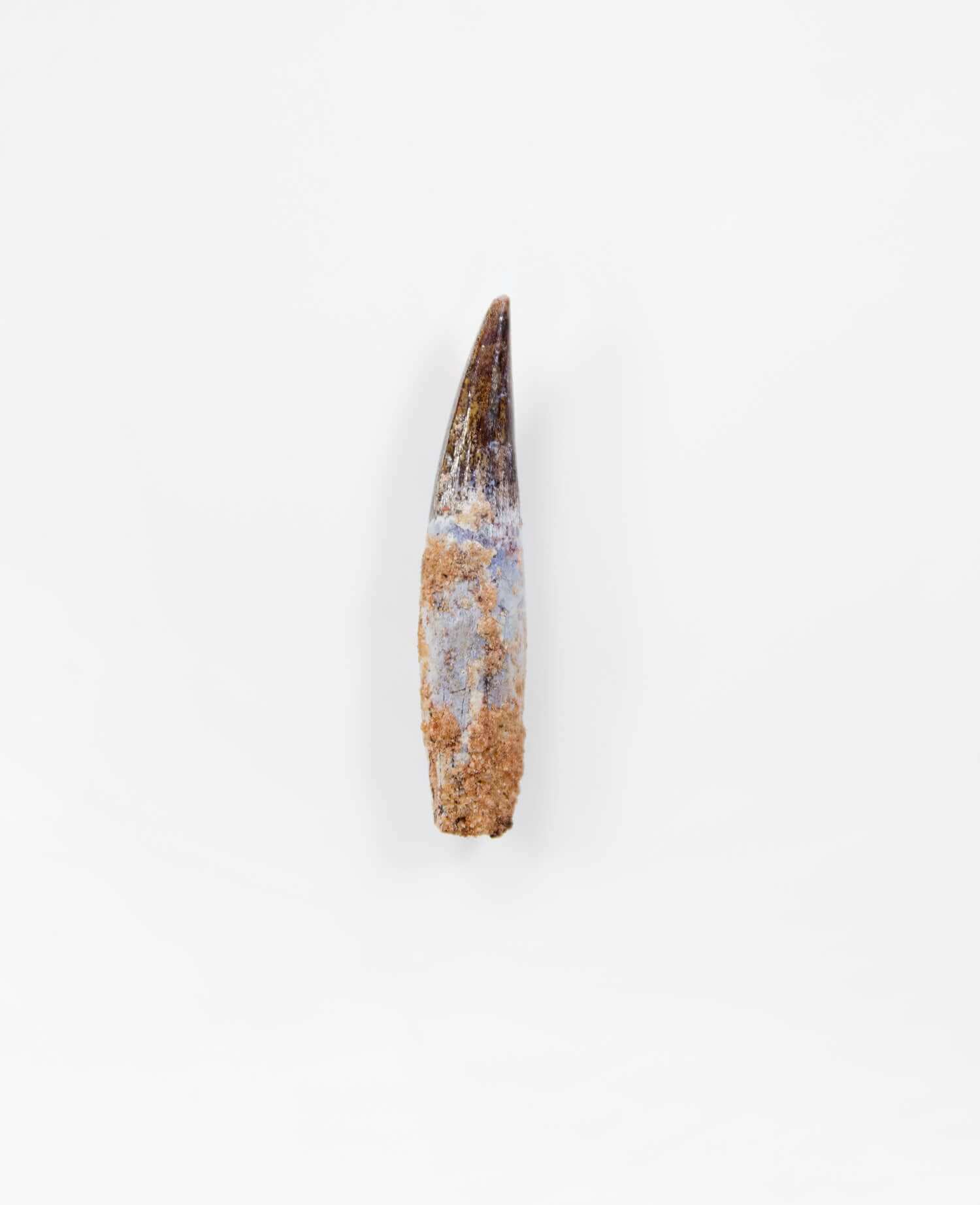 Scientifically important Spinosaurus aegyptiacus dinosaur fossil tooth for sale measuring 48mm at THE FOSSIL STORE