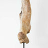 Scientifically important theropod dinosaur fossil bone for sale measuring 685mm at THE FOSSIL STORE