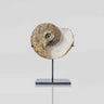 Museum quality fossil Dimeroceras goniatite for sale presented on our custom designed AES bronze stand measuring 117mm