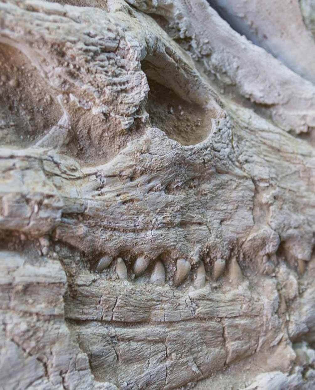 Highly important museum-quality Dyrosaurus Crocodile fossil Skull for sale measuring 1.3 meters