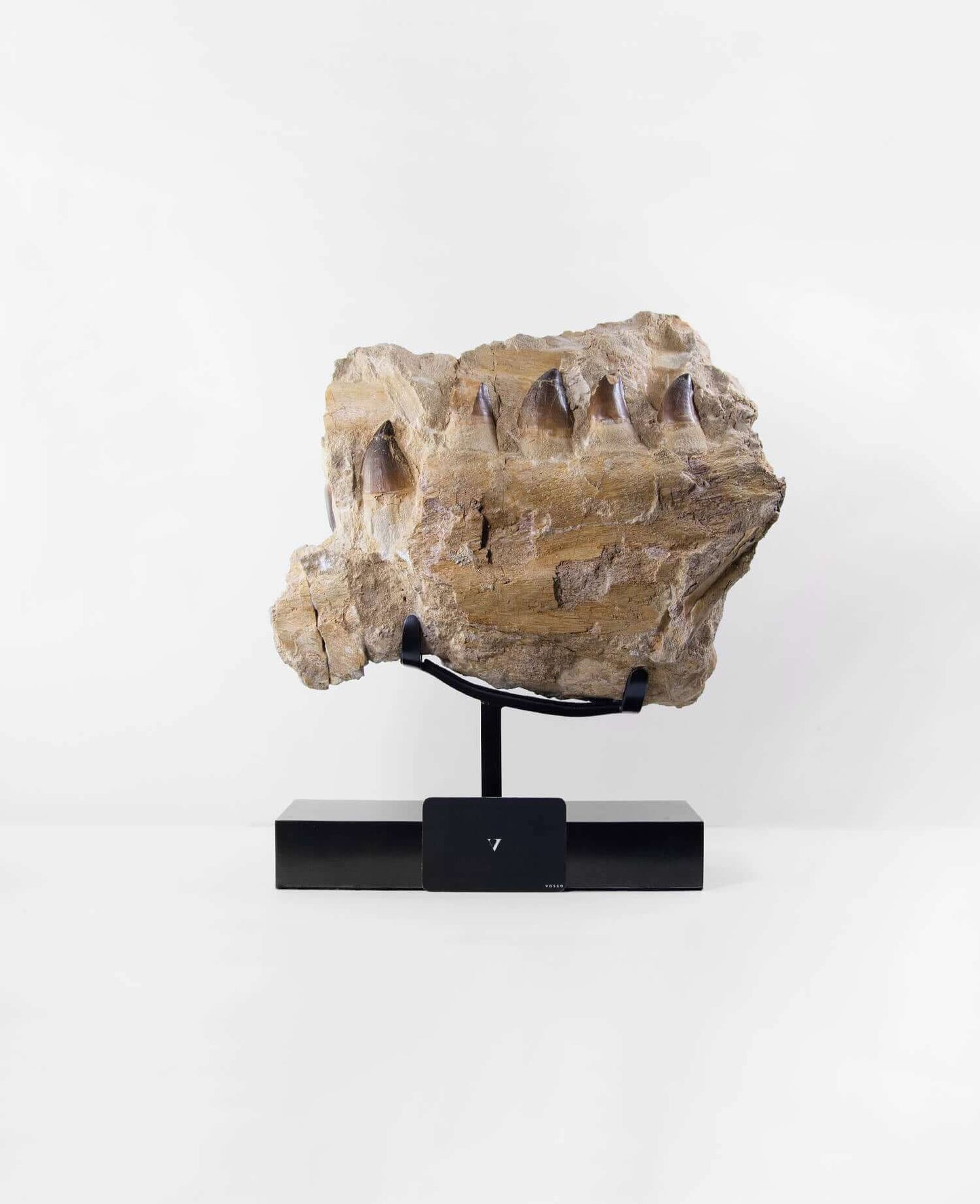 A stunning museum-standard rare 3d double-sided fossil Prognathodon giganteus mosasaurus jaw for sale measuring 370mm
