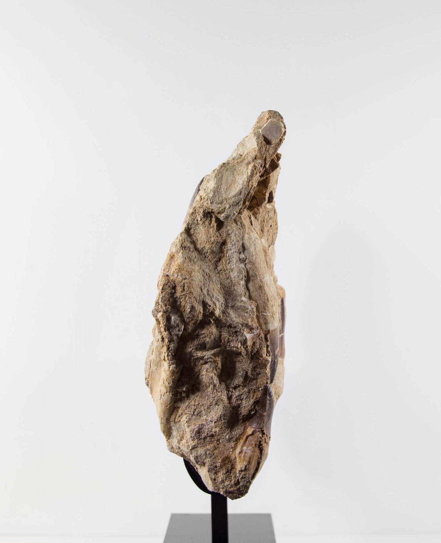 A stunning museum-standard rare 3d double-sided fossil Prognathodon giganteus mosasaurus jaw for sale measuring 370mm