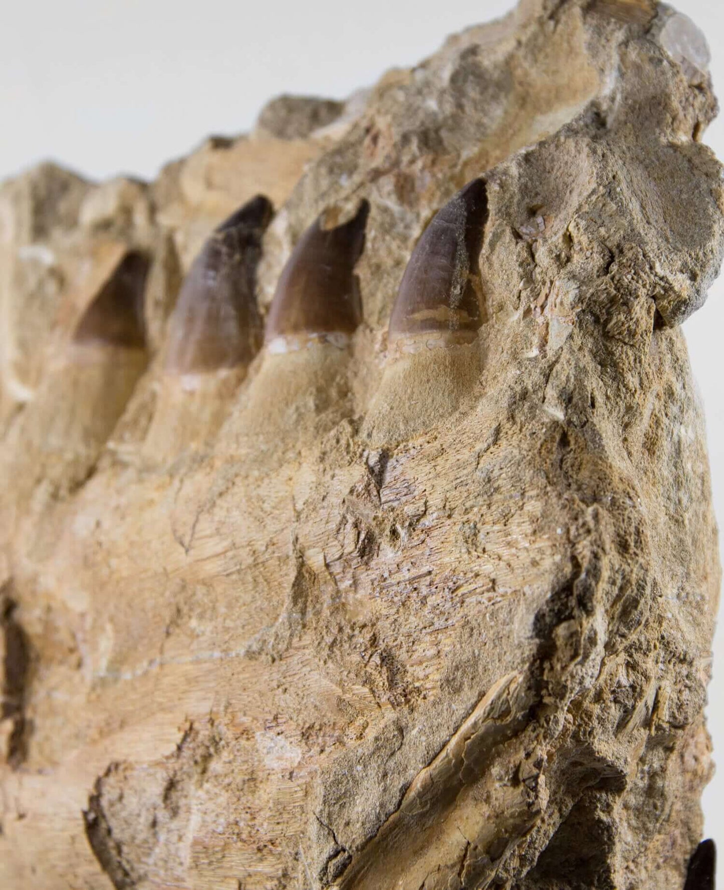 A stunning museum-standard rare 3d double-sided fossil Prognathodon giganteus mosasaurus jaw for sale measuring 370mm